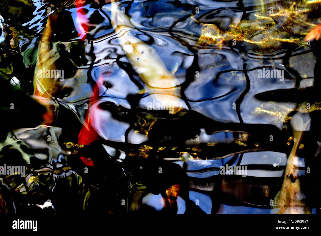 Farbenfrohe Coy-Fische in einem Teich, die die Spiegelung der Fensterdecke zeigen. Stockfoto