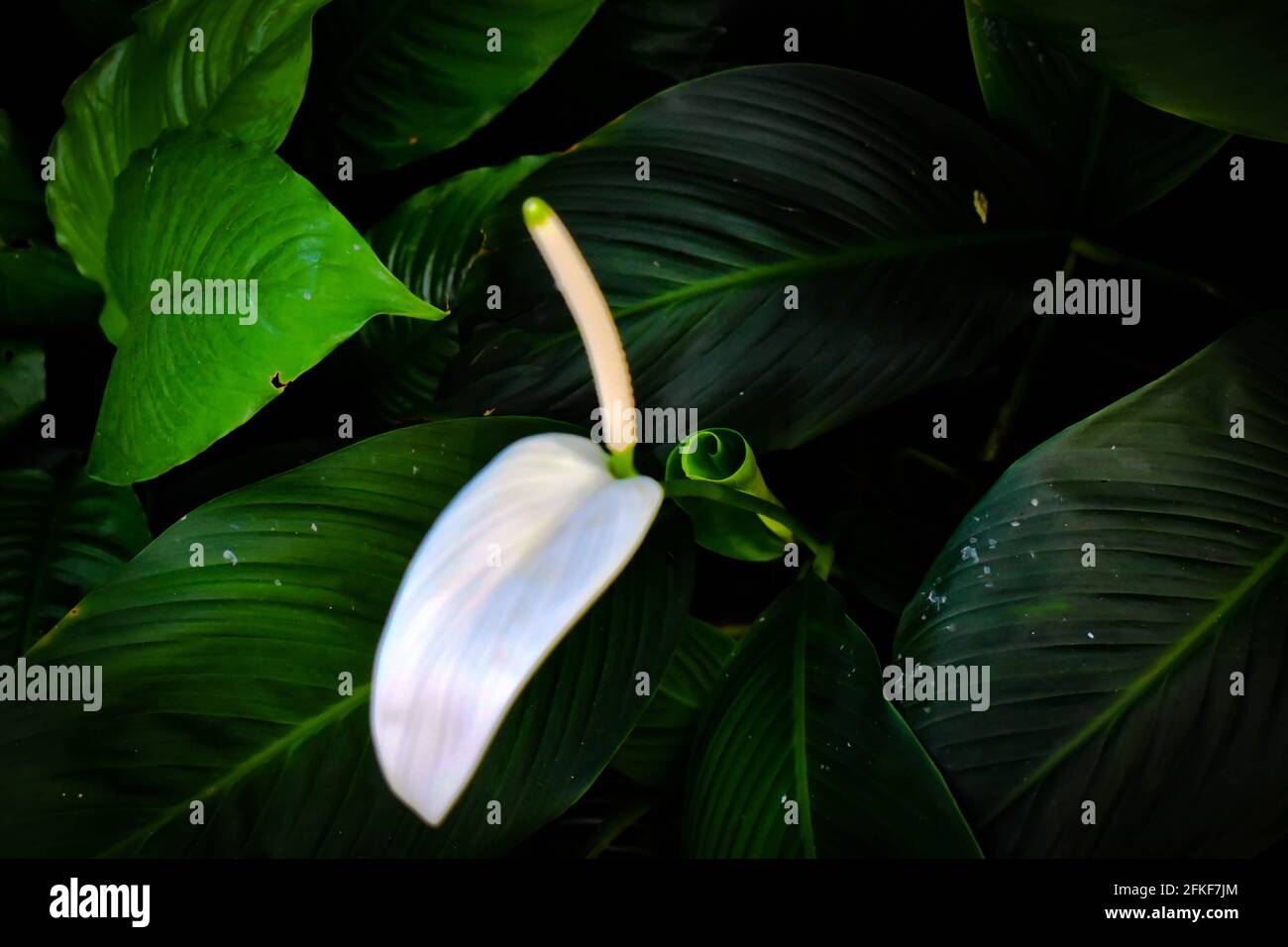 Weiße Anthurium Flamingo Blume im Fokus mit grün und weiß Blätter aus dem oberen Winkel geschossen Stockfoto