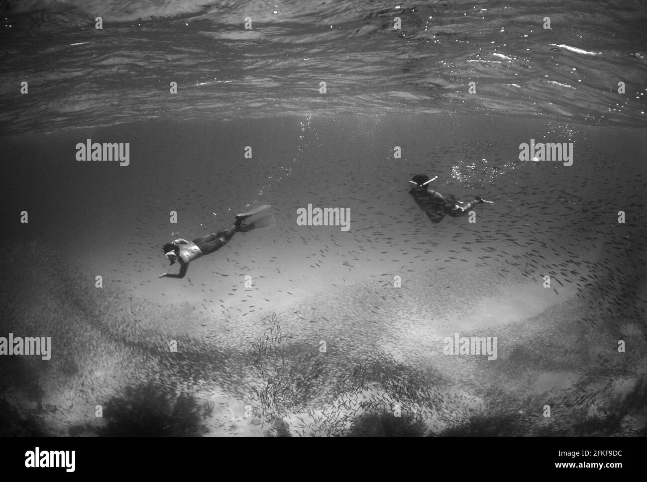 Graustufen von Tauchern, die unter den Fischen schwimmen Stockfoto