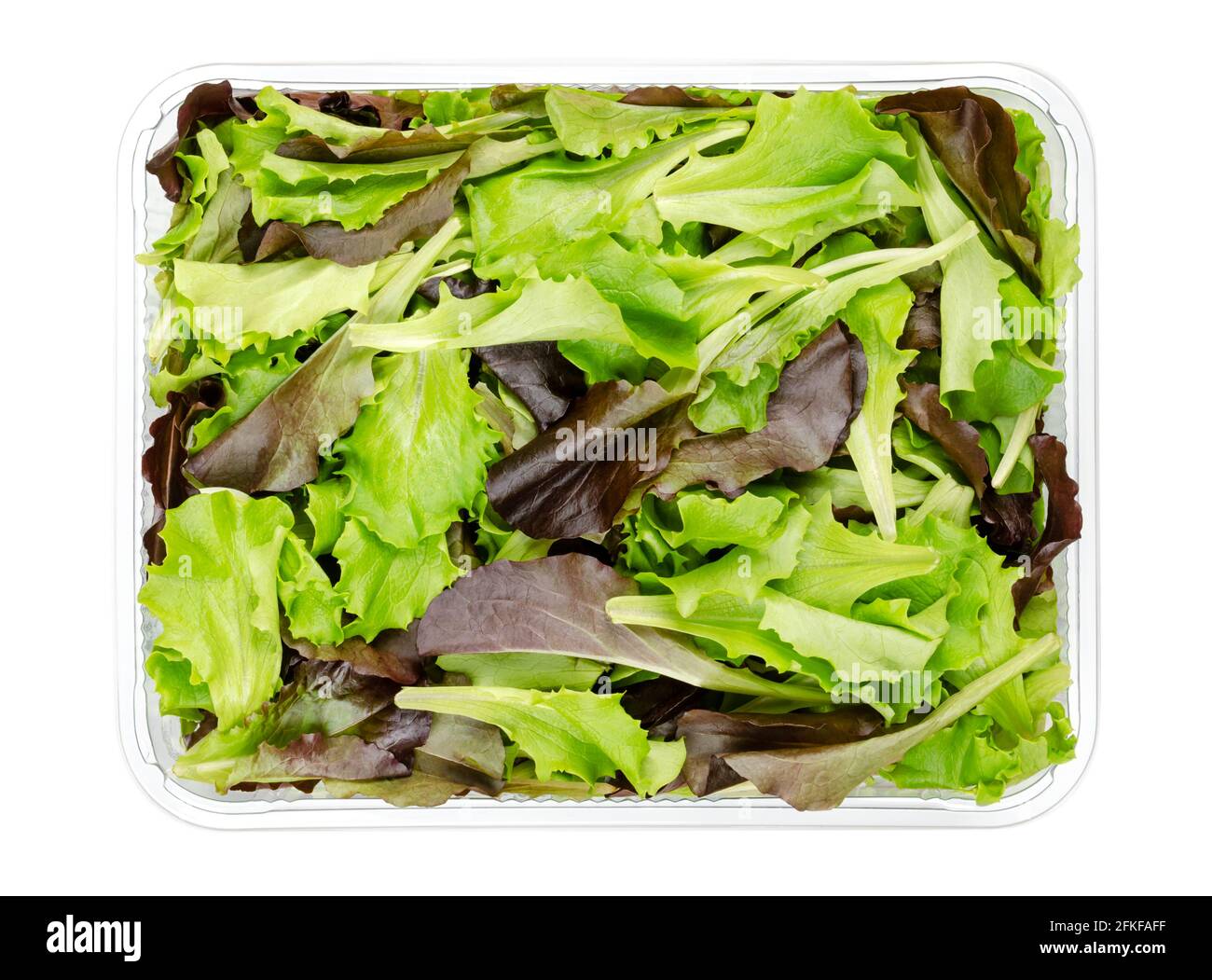 Frisch gepflückter loser Blattsalat, rot-grün-blättriger Pflucksalat, in einem Plastikbehälter, von oben. Salat, der für Salate verwendet wird. Stockfoto