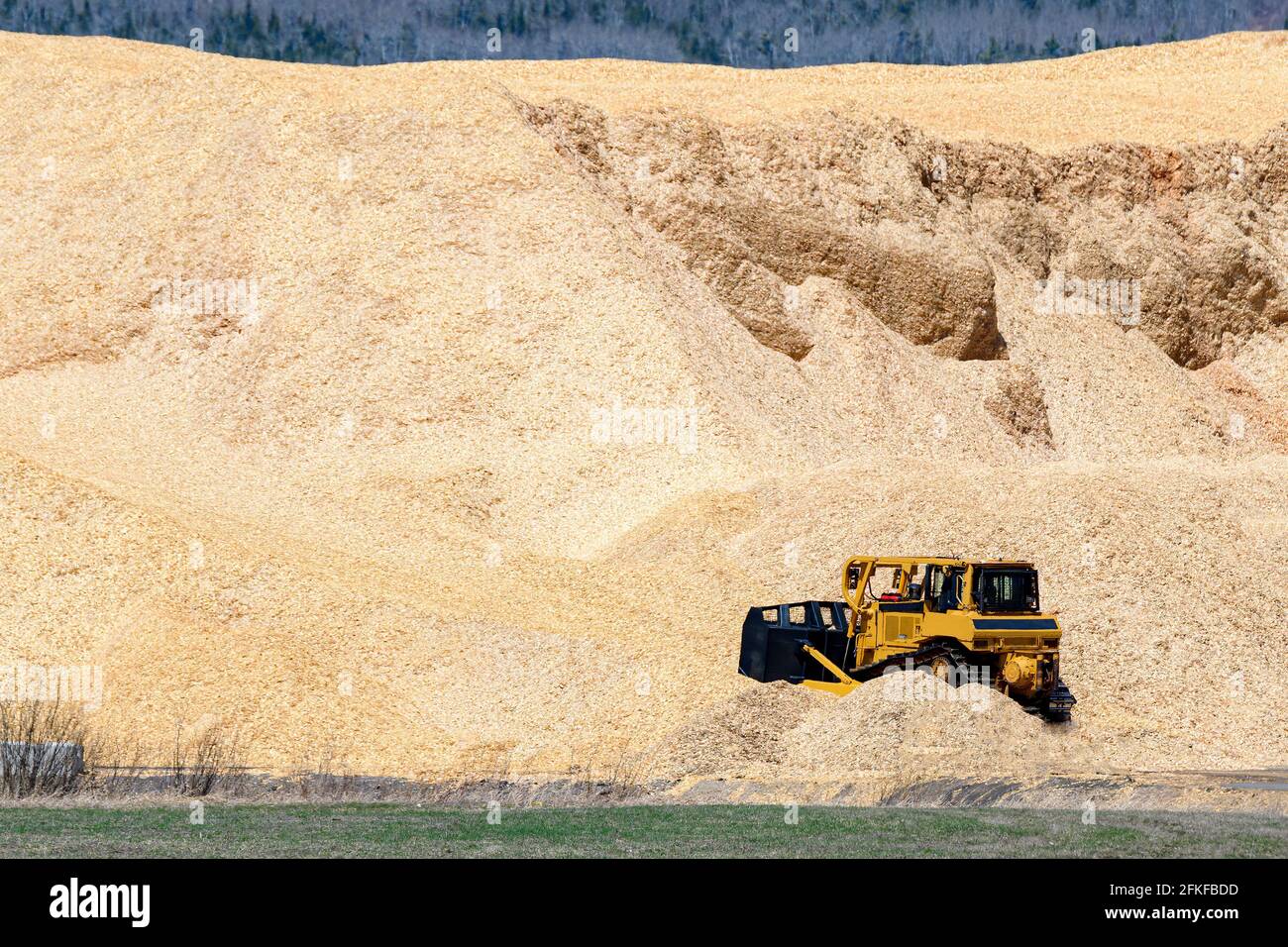 Eine nicht markierte gelbe Planierraupe am Boden eines riesigen Sägemehlstapels. Der Stapel viel größer als der Bulldozer, und füllt die Aussicht. Sonniger Tag Stockfoto