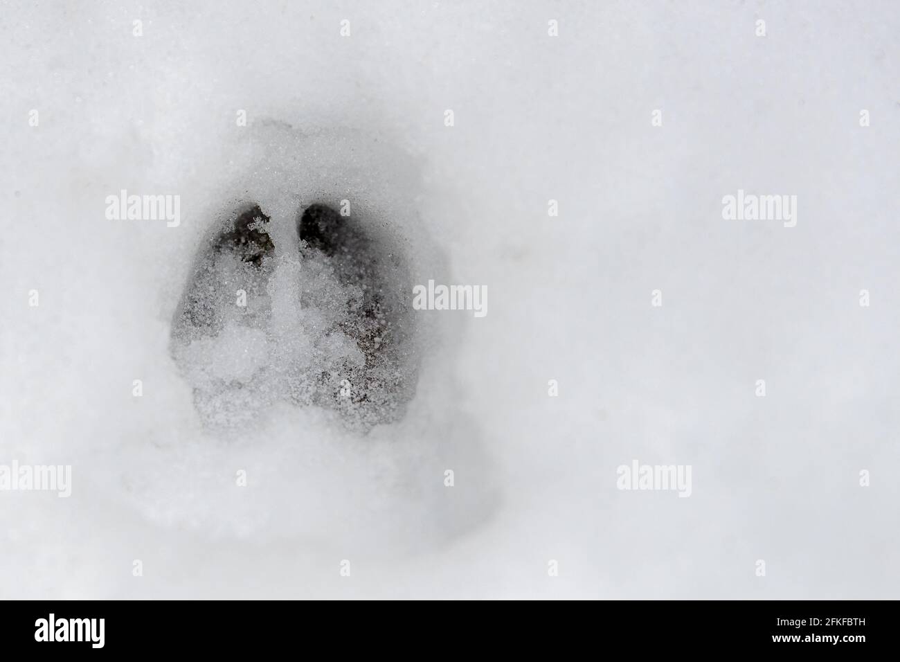 Ein einziger, gut definierter Hirsch-Fußabdruck im Neuschnee. Kleine Schmutzmenge, die unten sichtbar ist. Stockfoto