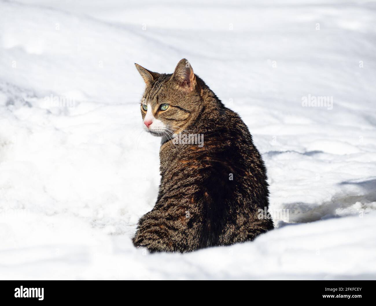 Im Schnee sitzende, tigergestreifte Katze mit grünen Augen Stockfoto