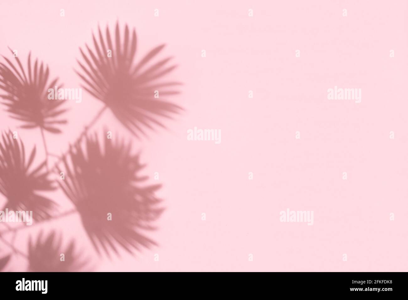 Palmblatt-Schatten auf pastellrosa Hintergrund mit Kopierraum Stockfoto