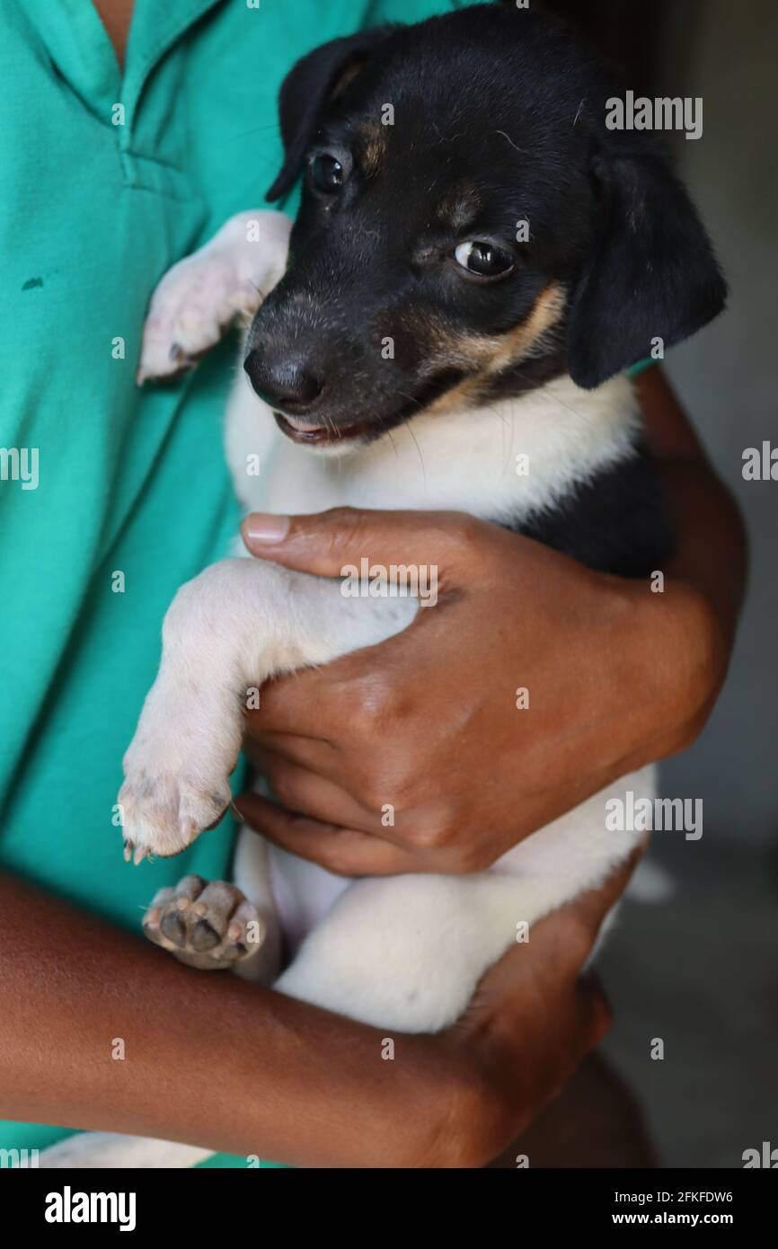 Zwei Monate alter schwarz-weißer Welpe aus Sri Lanka, hier werden Moor als Familienmitglieder betrachtet, sogar Straßenhunde werden von gutherzigen Menschen im Land gefüttert Stockfoto