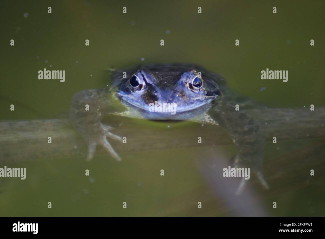 Frosch im Wasser / Frosch Stockfoto