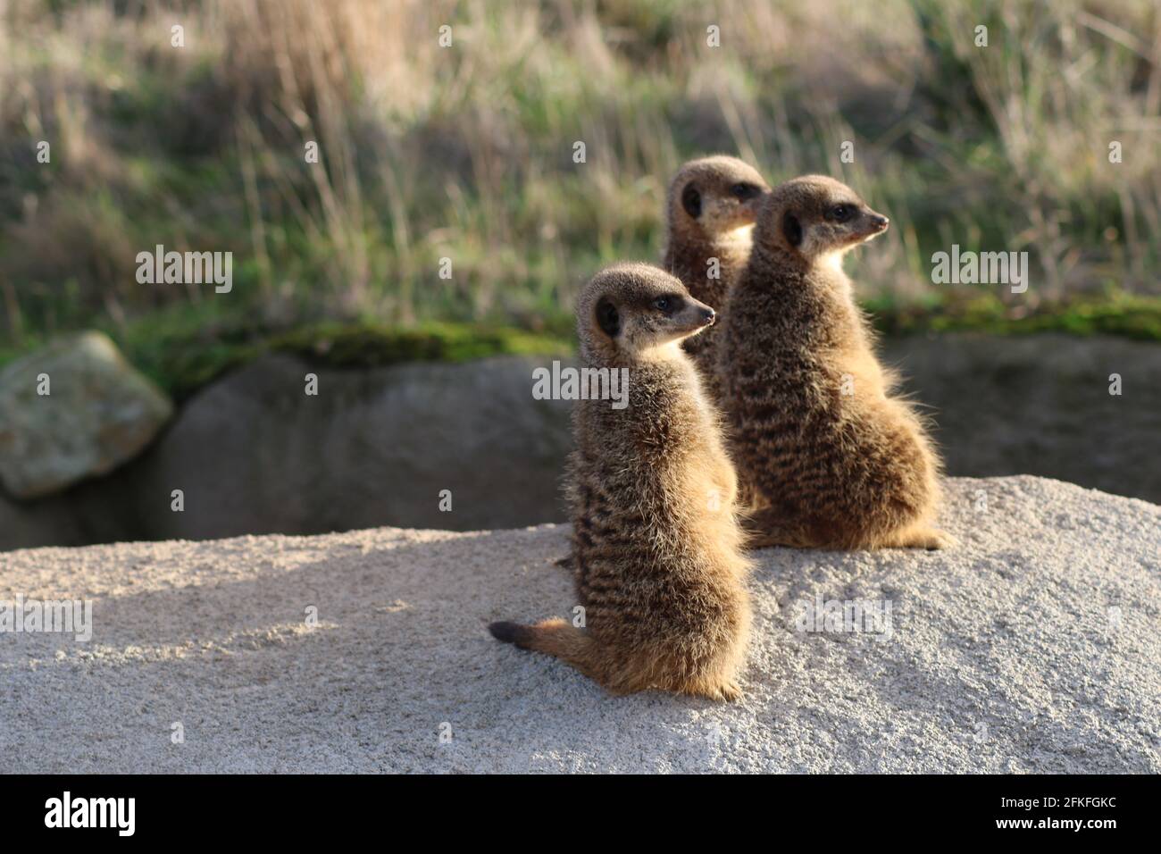 Erdmännchen auf sandigem Boden (Suricata suricatta) oder suricate Stockfoto