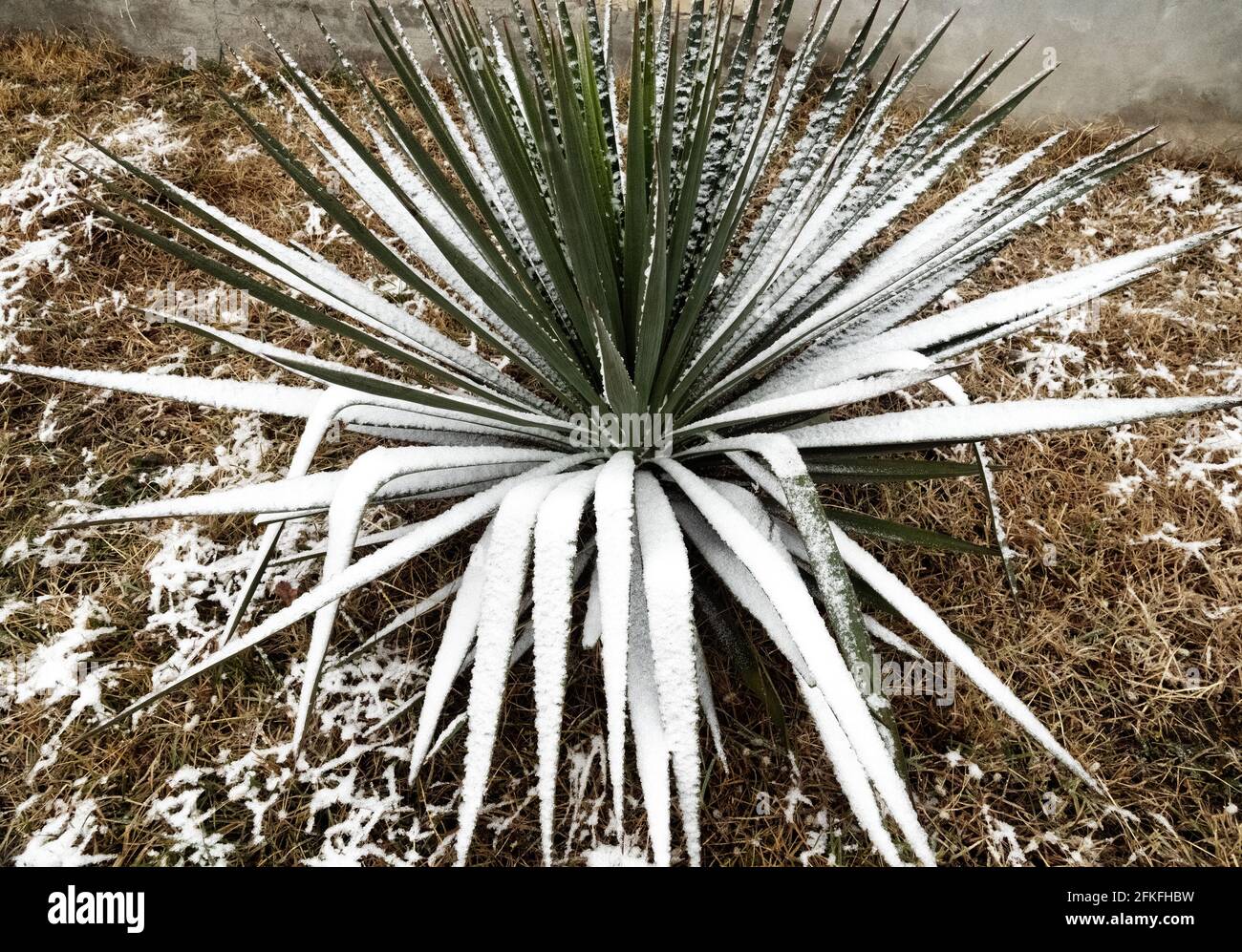 Sisalagave (Agave sisalana) im Winter. Die Bltter der sdlichen Pflanze  sind mit unerwartetem Schnee bedeckt. Subtropen Stockfotografie - Alamy