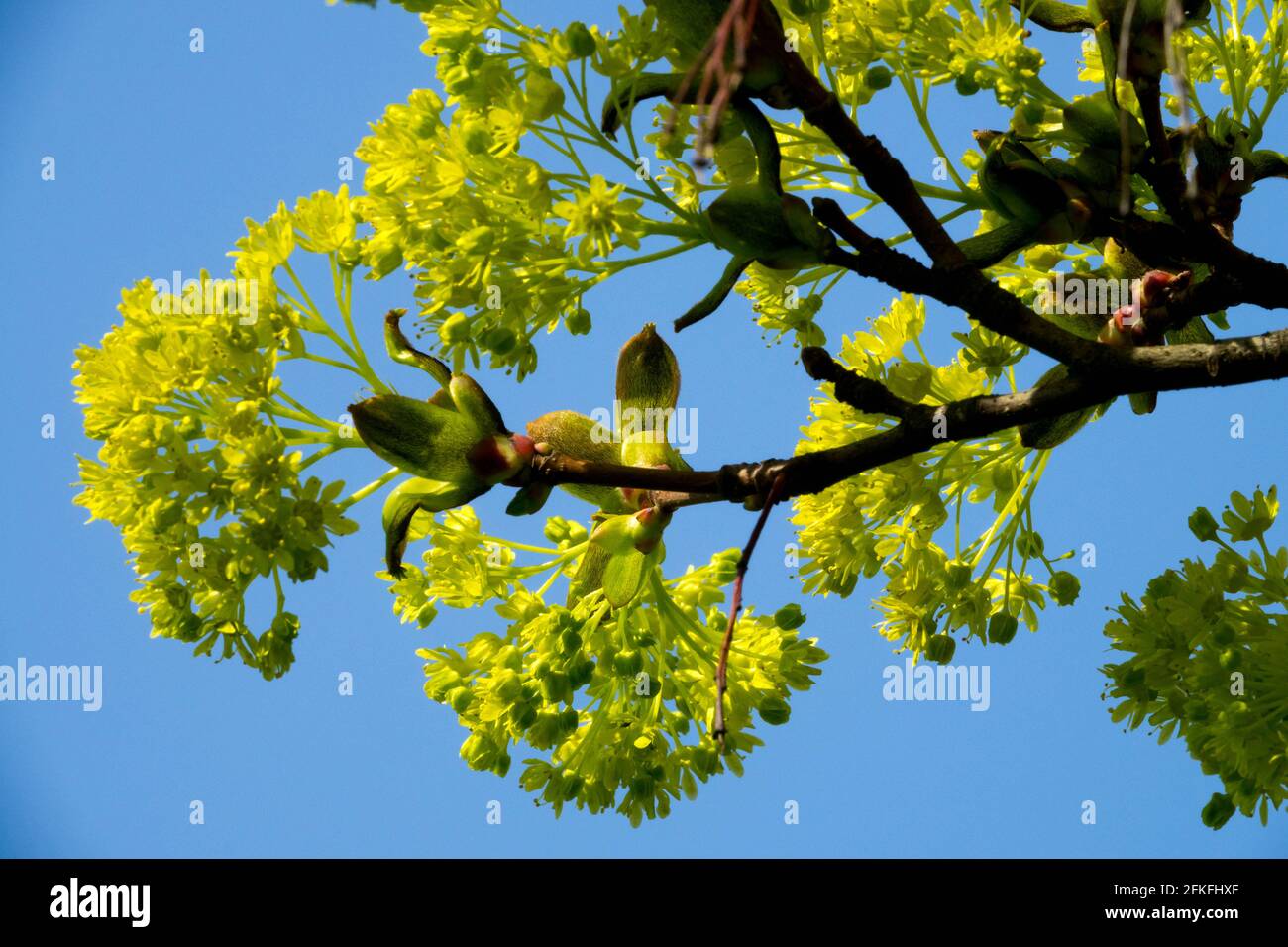 Norwegen Ahornpollen Acer platanoides Stockfoto
