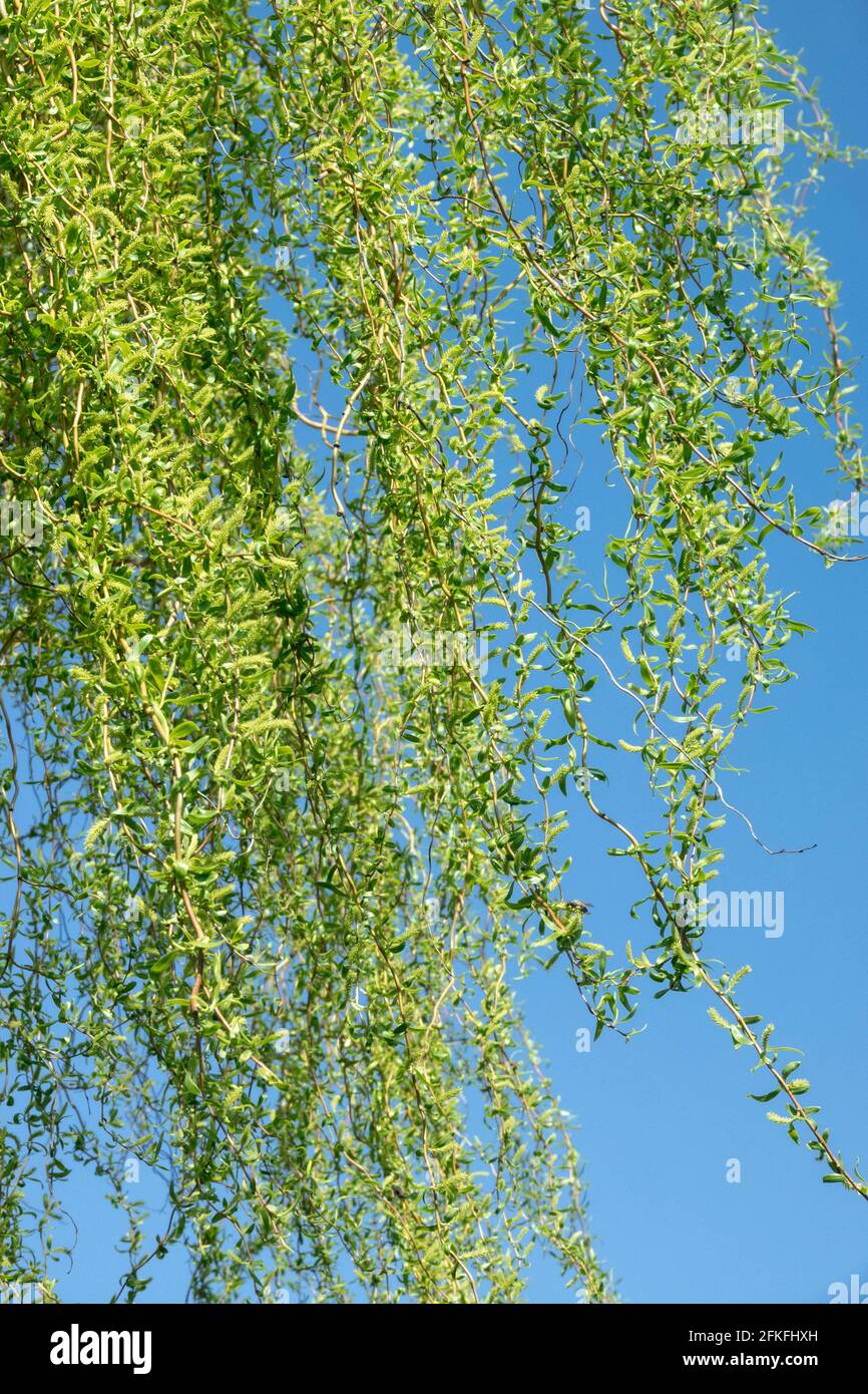 Weinende Weide Salix babylonica Hängende Äste Weinen Weidenzweige Stockfoto