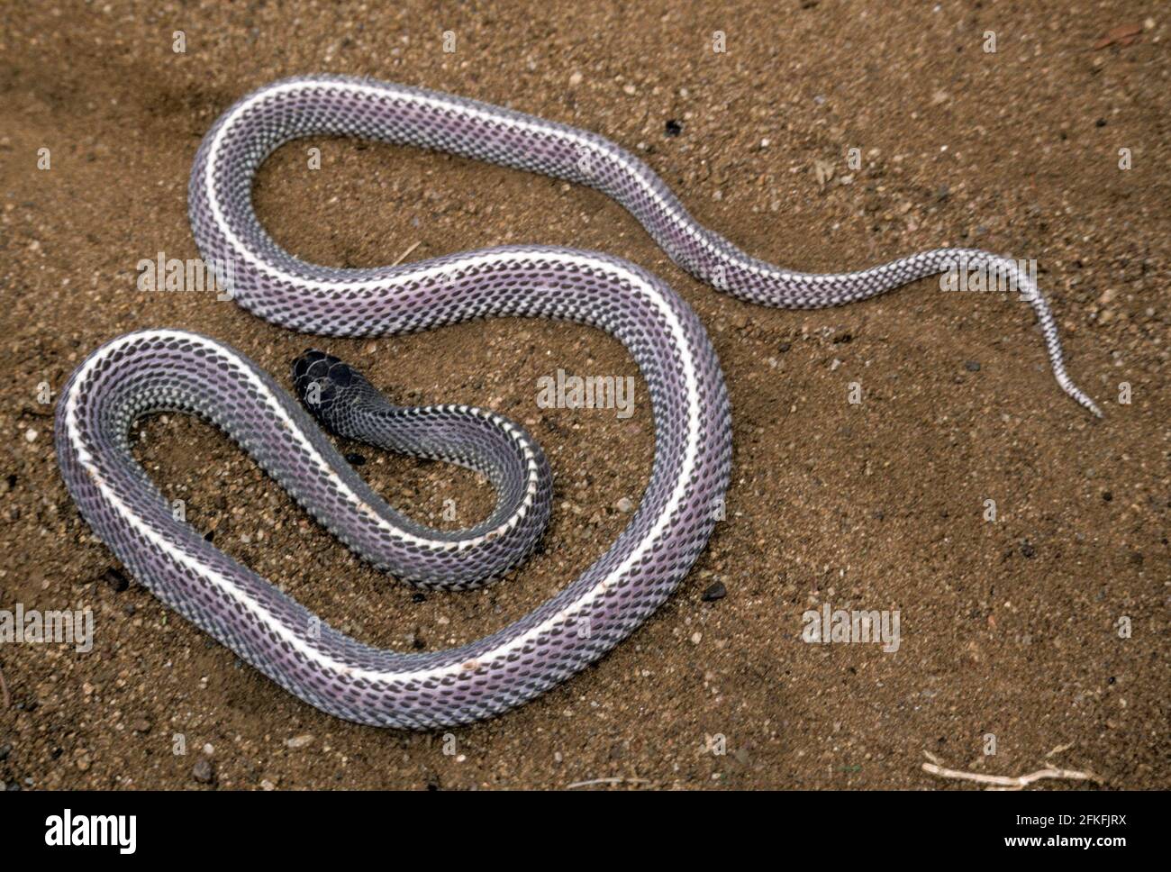 Cape File Snake im Luangwa National Park, Sambia Stockfoto