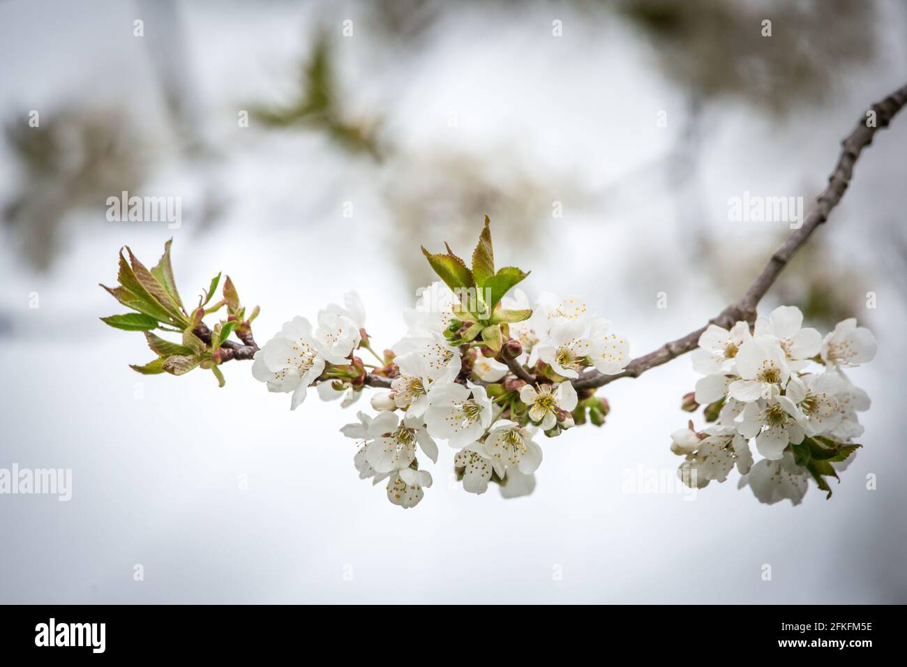 Pflaumenblüten (Prunus domestica) Stockfoto
