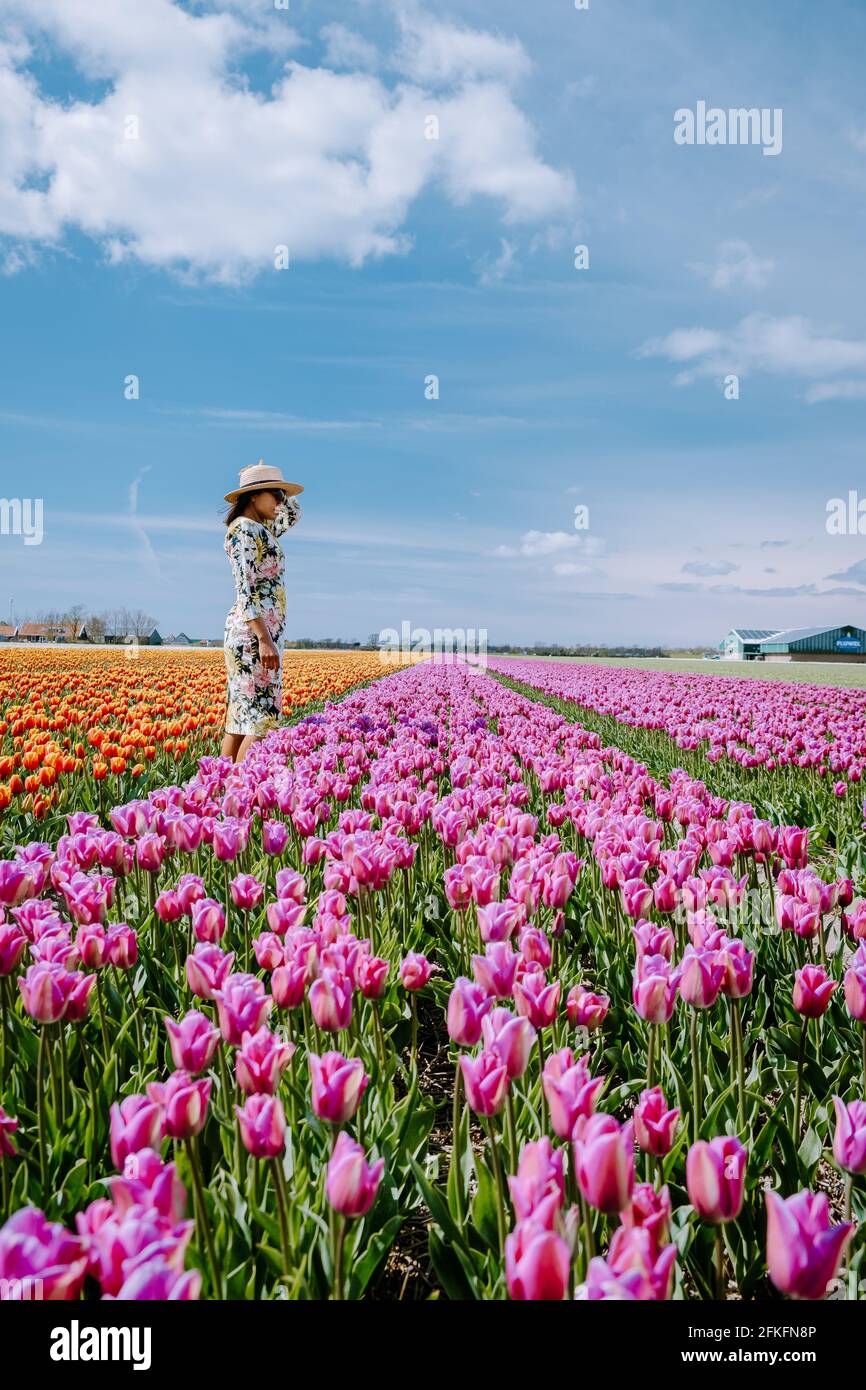 Tulpenfeld in den Niederlanden, farbenfrohe Tulpenfelder in Flevoland Noordoostpolder Holland, niederländische Frühlingsansichten in den Niederlanden, Paar Mann und Frau mittleren Alters im Blumenfeld Stockfoto