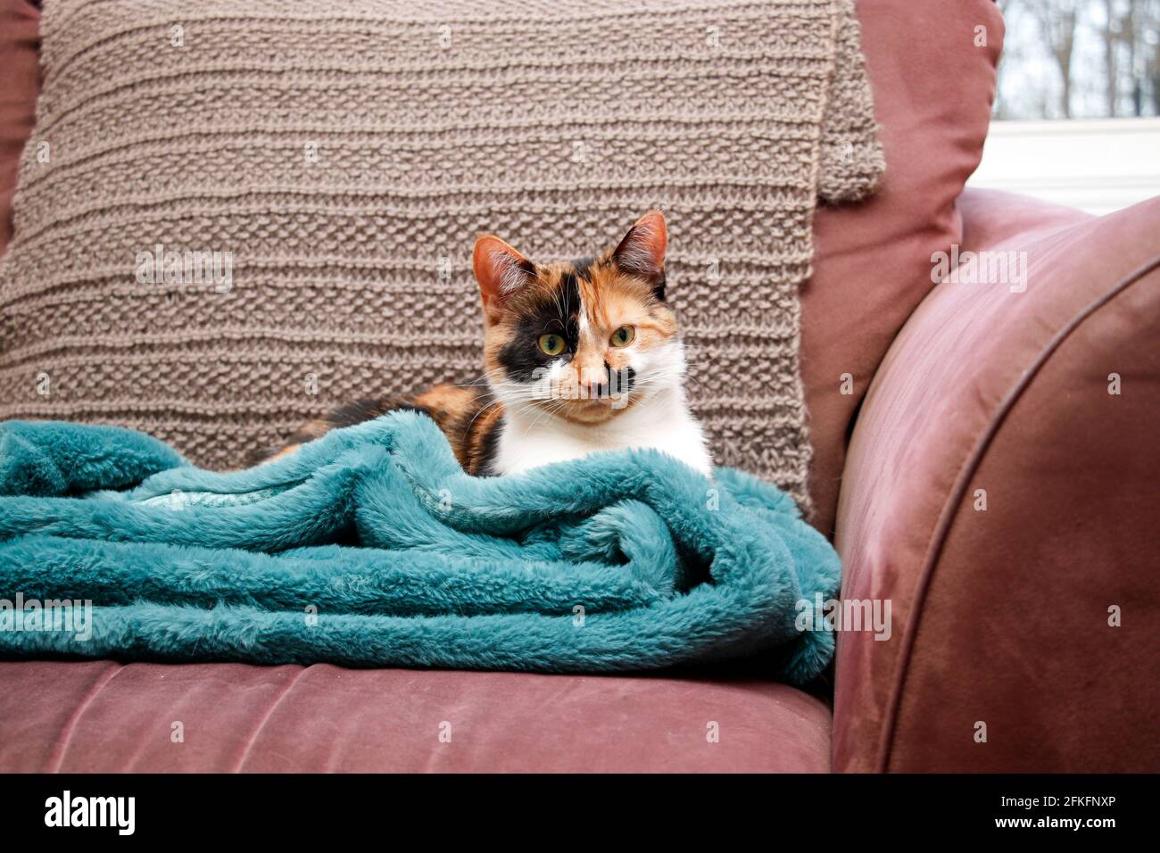 Calico Kätzchen ruht auf einer weichen Decke auf einem braunen Sofa Stockfoto