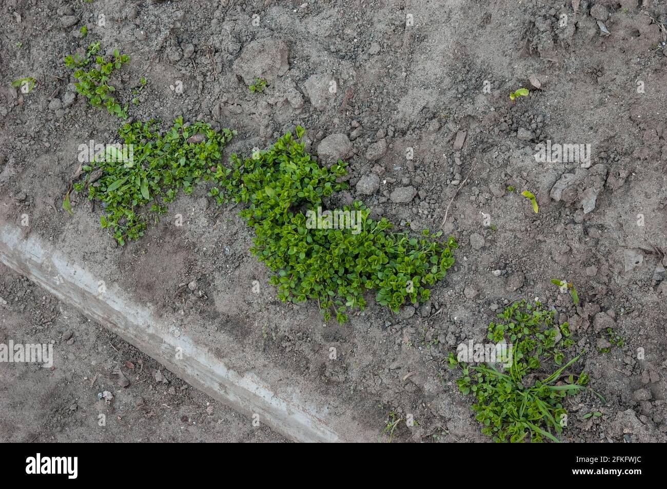 Zarte Sprossen des ersten Frühlingsgrases Stockfoto