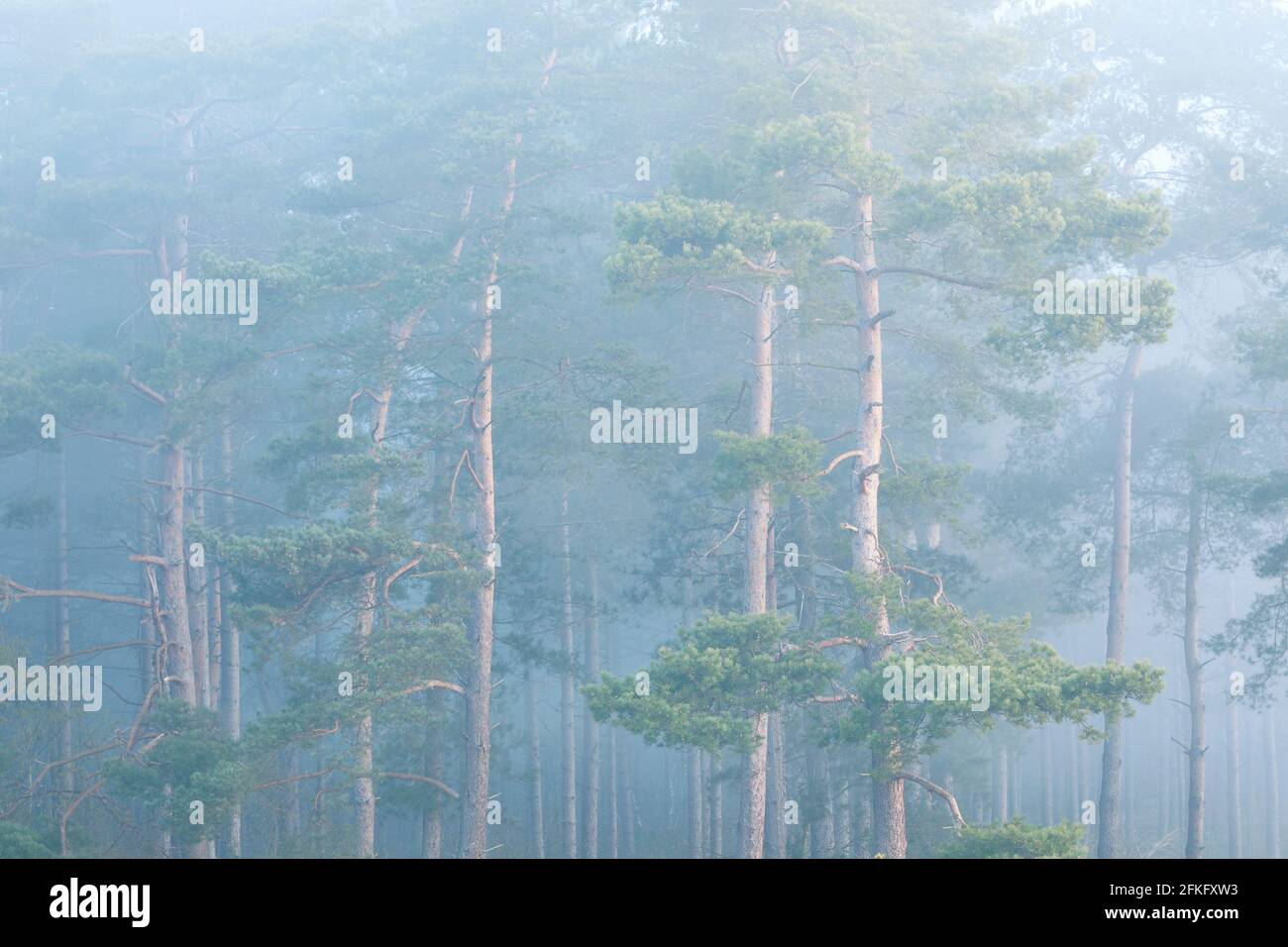 Kiefernwald im dichten Morgennebel Stockfoto