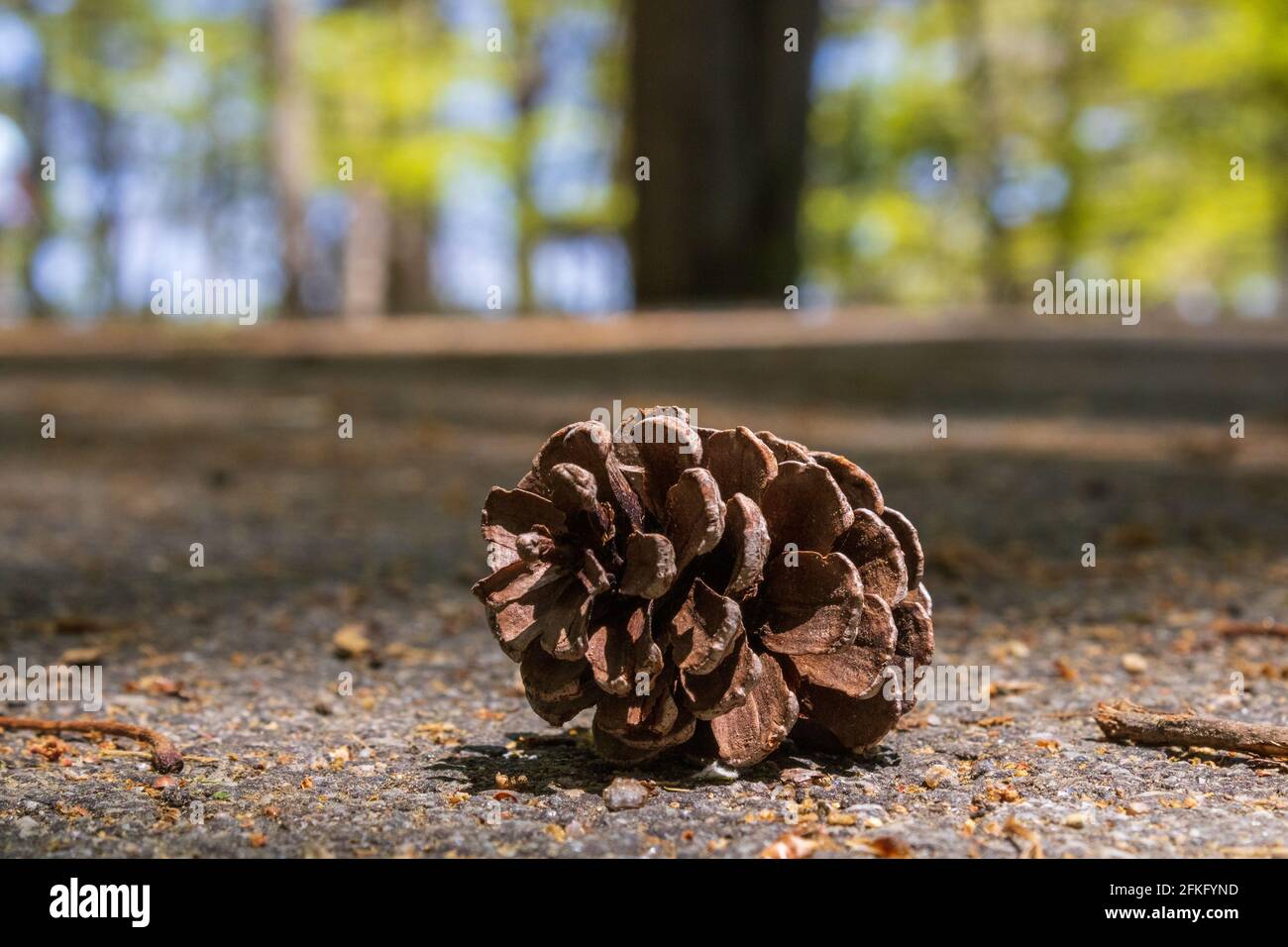 Kleiner Pinienkegel, der allein auf einem Wanderweg in Nordgeorgien sitzt. Stockfoto