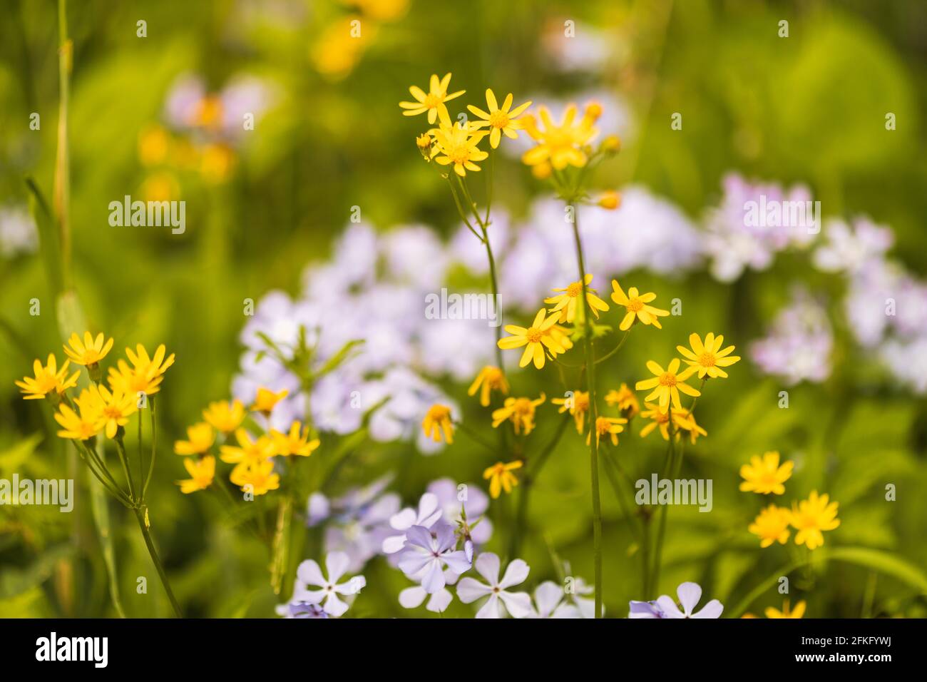 Lila und gelbe Frühlingswildblumen Stockfoto