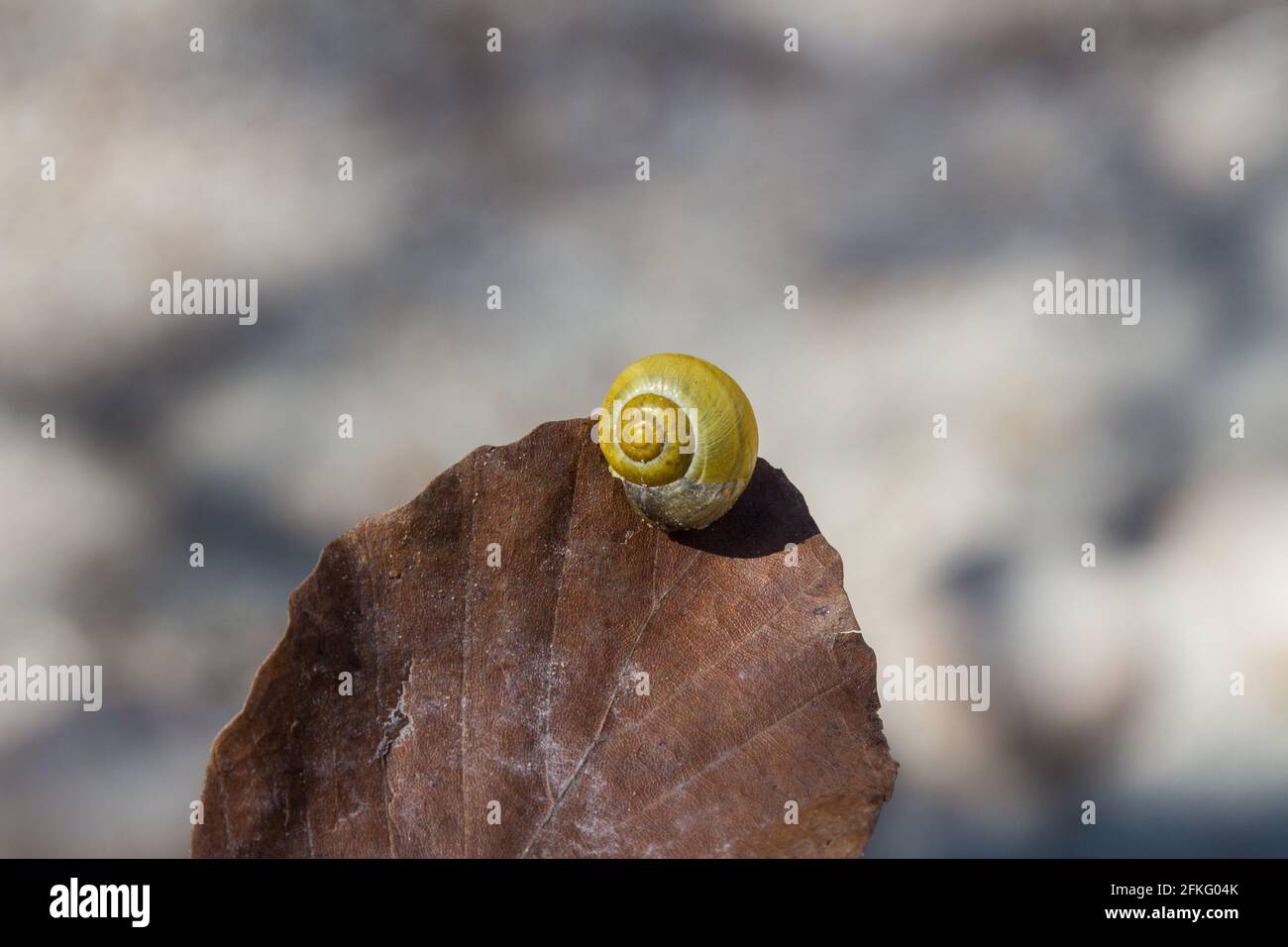 Weiße Schnecke oder Gartenschnecke (Cepaea hortensis) Schale auf braunem Blatt, Ungarn, Europa Stockfoto