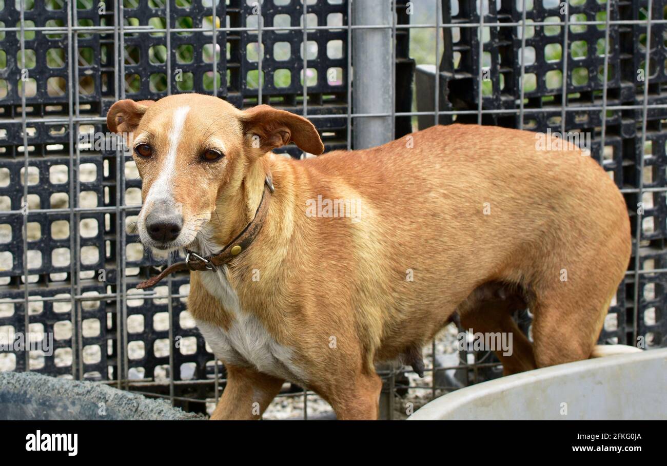 Nahaufnahme eines niedlichen pye Hundes Stockfoto
