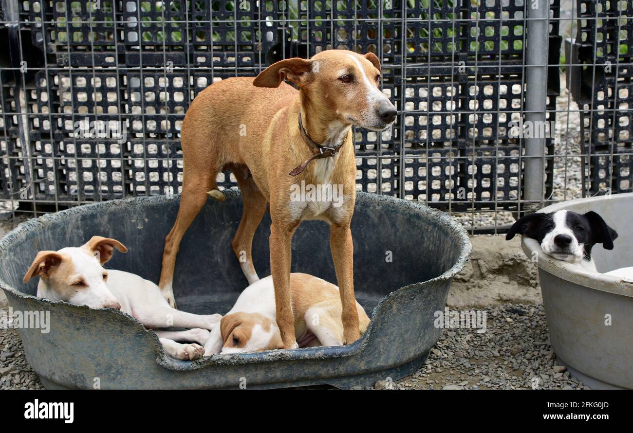 Nahaufnahme eines niedlichen pye Hundes mit Welpen in Ein Bett Stockfoto