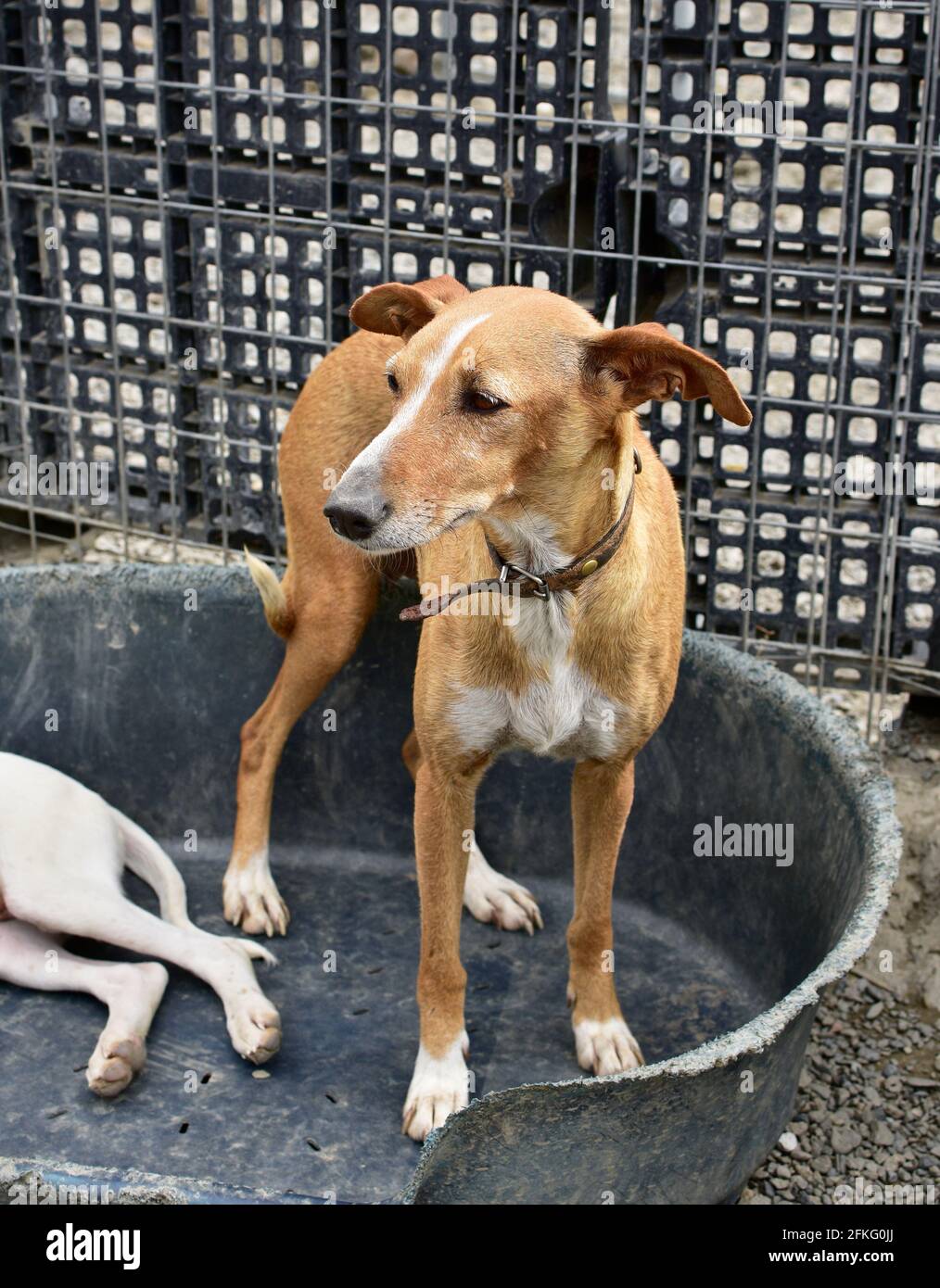 Vertikale Nahaufnahme eines niedlichen pye-Hundes Stockfoto