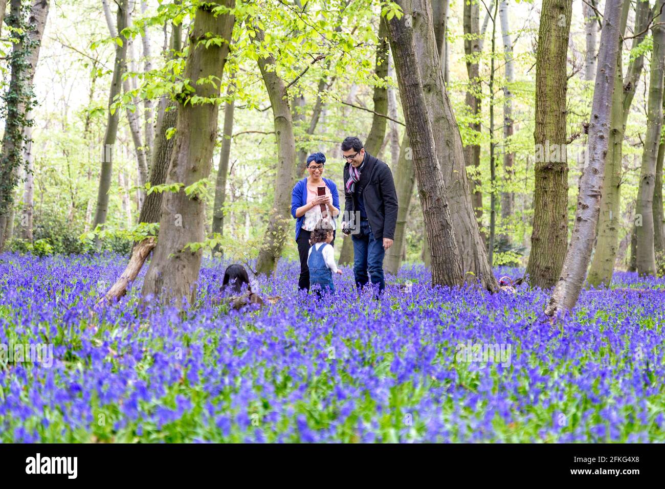 Die Familie genießt die bluebellige Blütezeit im Chalet Wood in Wanstead Park, London, Großbritannien Stockfoto