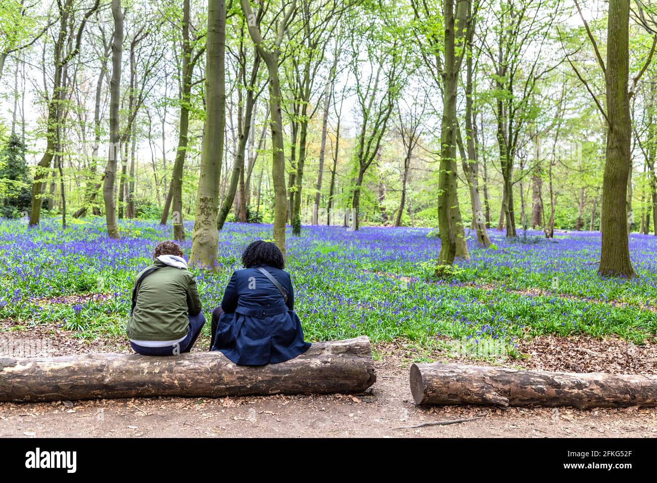 Ein paar Freunde sitzen auf einem Baumstamm und genießen die bluebellige Blütezeit im Chalet Wood in Wanstead Park, London, Großbritannien Stockfoto