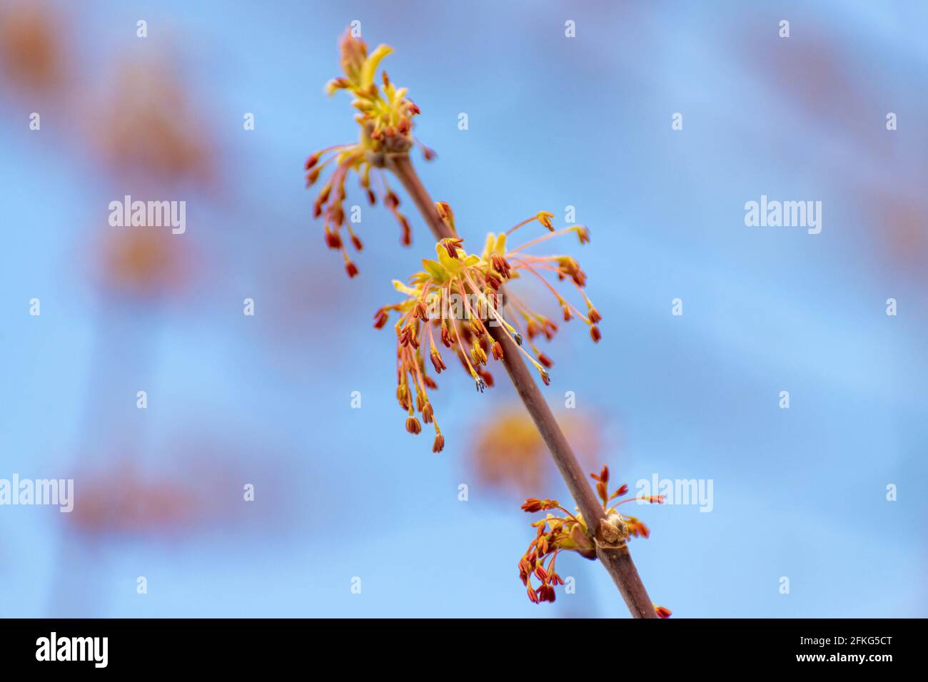 Feder. Die Ahornblüte - Ahornohrringe Stockfoto