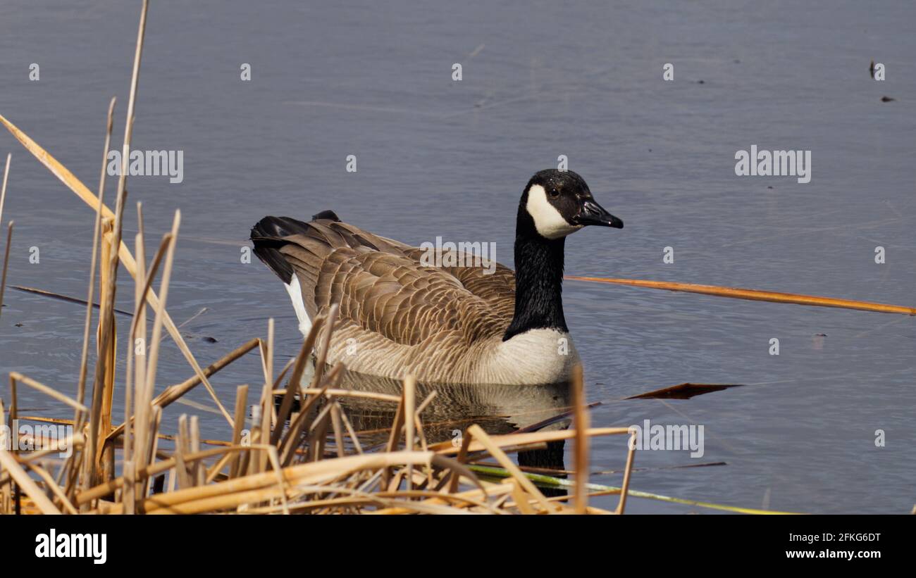 Eine kanadische Gans, die vor einigen Schilf in den Feuchtgebieten des Clifford E. Lee Nature Sanctuary in Devon, Alberta, auf dem Wasser schwimmt. Stockfoto