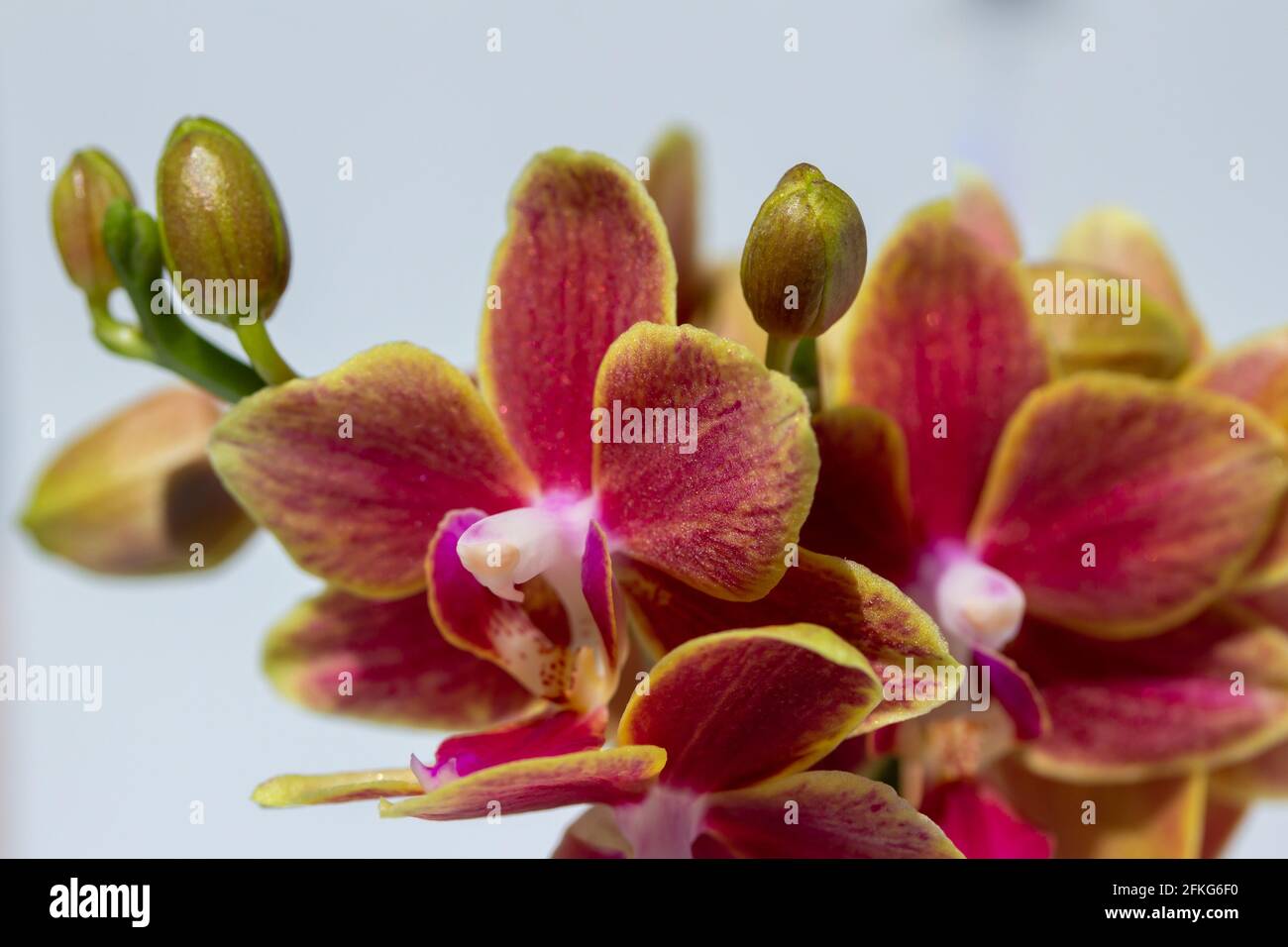 Nahaufnahme in Vollformat, abstrakte Ansicht von Rosa und Gelb Farbe Miniatur phaenopsis Orchideen in Blüte mit weißem Hintergrund Stockfoto