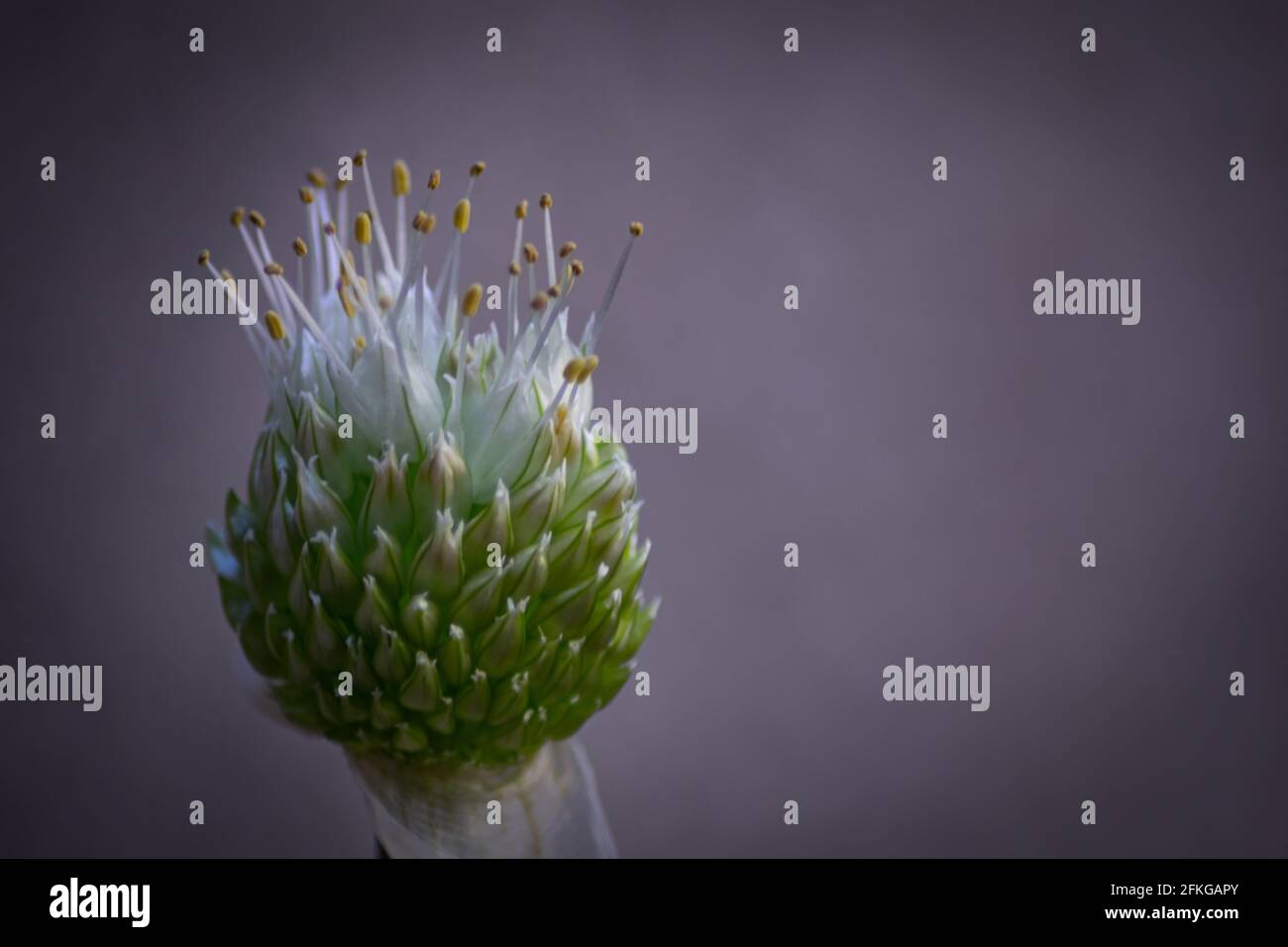Nahaufnahme des blühenden weißen Kugelblumenkopfes Eine blühende Echinops-Pflanze Stockfoto