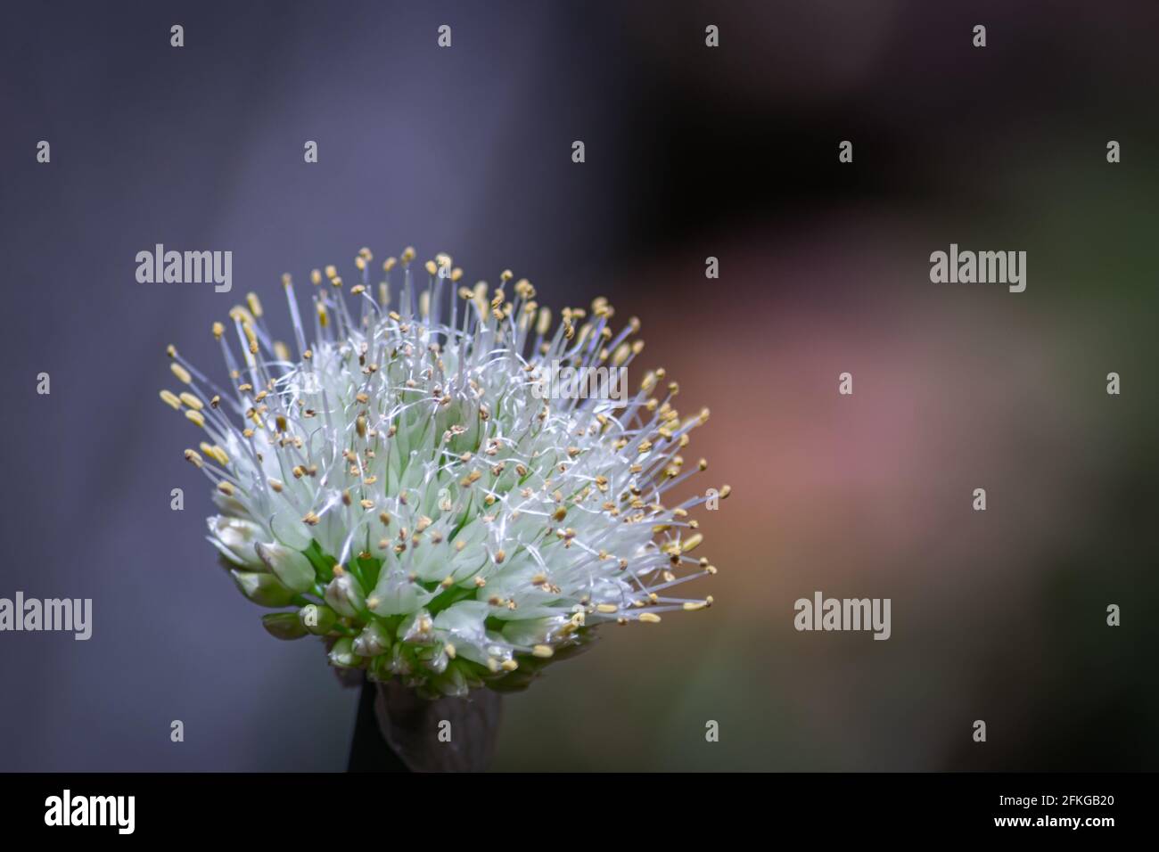 Nahaufnahme des weißen kugelförmigen Blütenkopfes einer Echinops blühende Pflanze Stockfoto