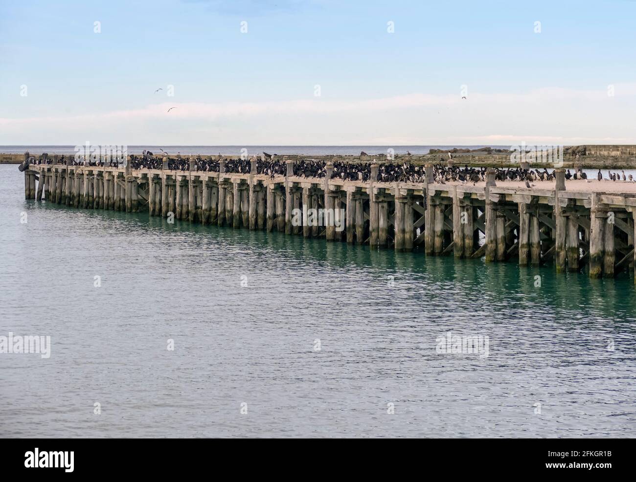 Otago Shag Kolonie auf Sumpter Wharf in Oamaru am Südinsel von Neuseeland Stockfoto