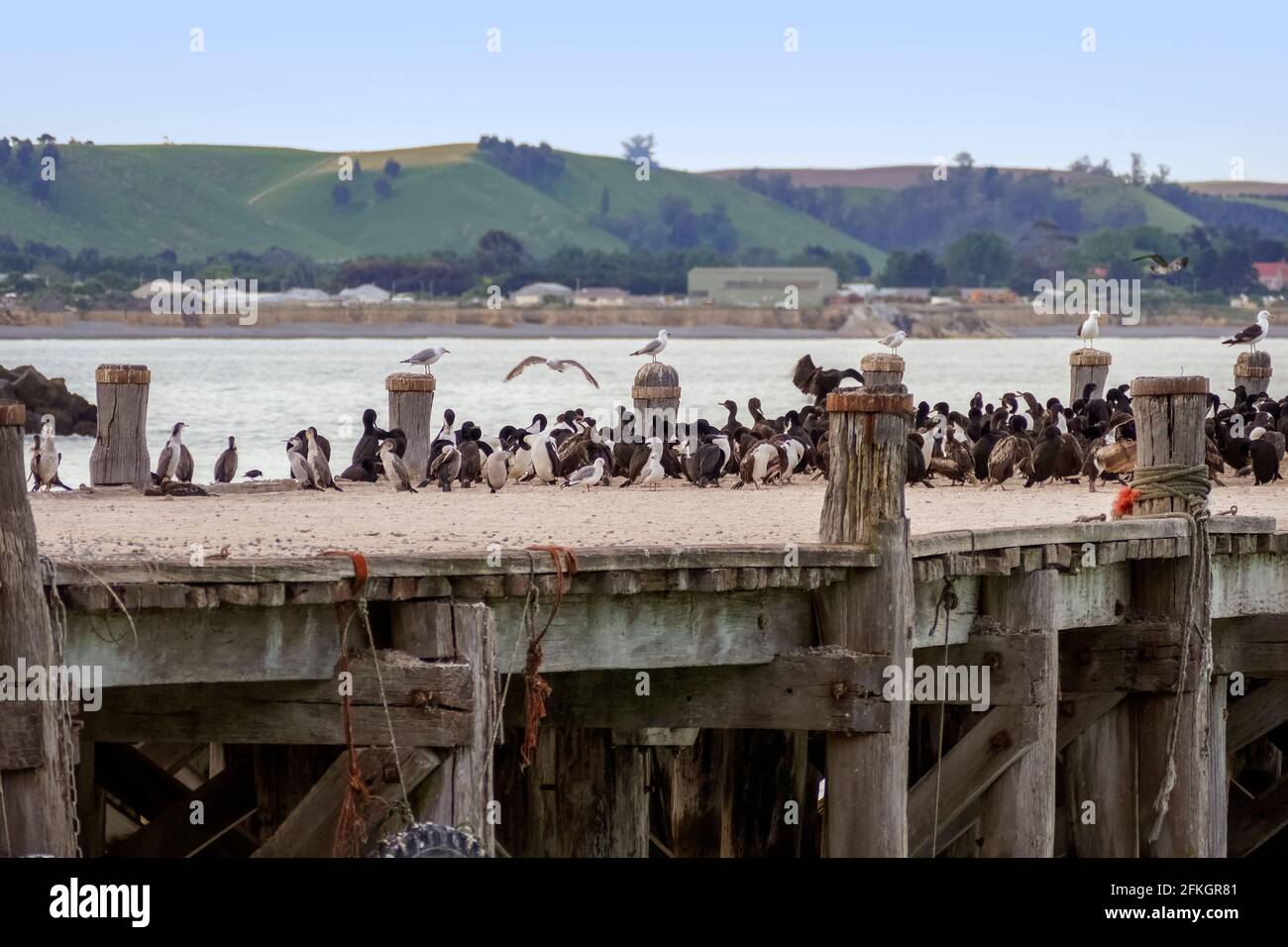 Otago Shag Kolonie auf Sumpter Wharf in Oamaru am Südinsel von Neuseeland Stockfoto