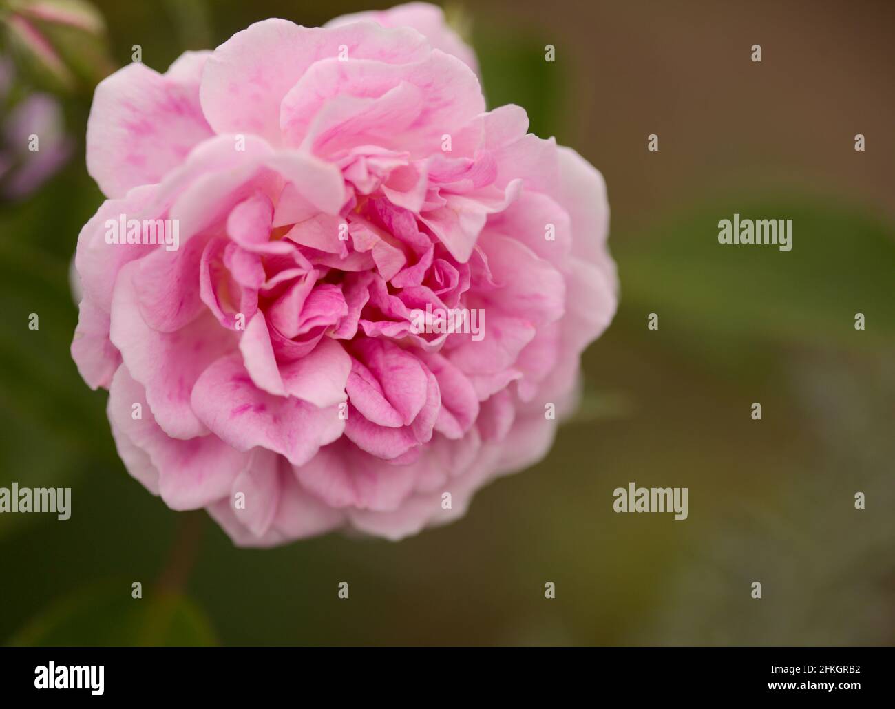 Rosafarbene, altmodische Kohlrose, vollständig offener, natürlicher Makro-floraler Hintergrund Stockfoto