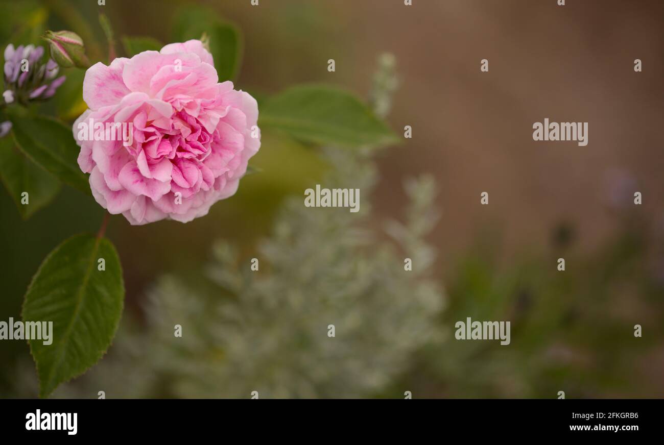 Rosafarbene, altmodische Kohlrose, vollständig offener, natürlicher Makro-floraler Hintergrund Stockfoto