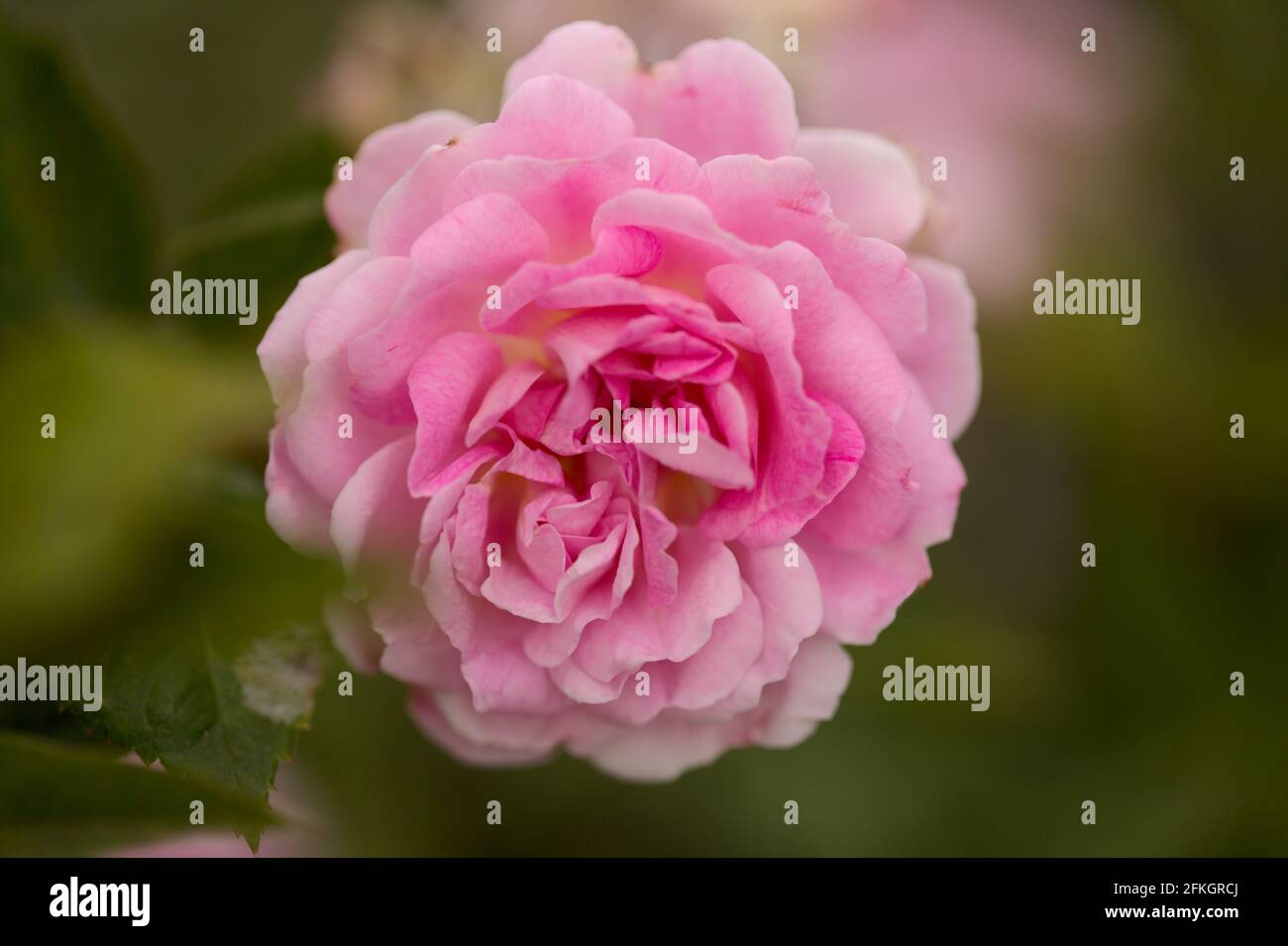 Rosafarbene, altmodische Kohlrose, vollständig offener, natürlicher Makro-floraler Hintergrund Stockfoto