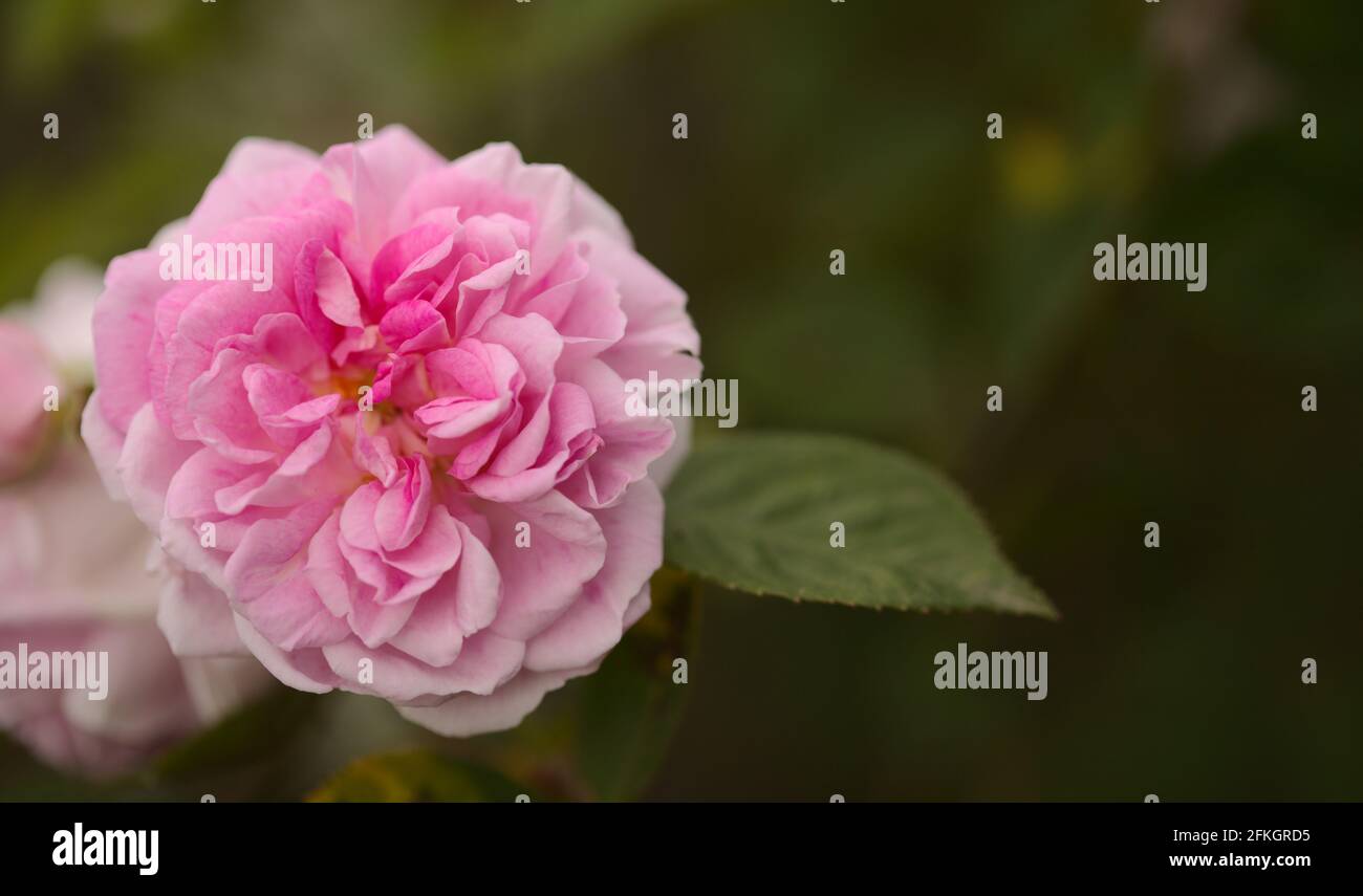 Rosafarbene, altmodische Kohlrose, vollständig offener, natürlicher Makro-floraler Hintergrund Stockfoto