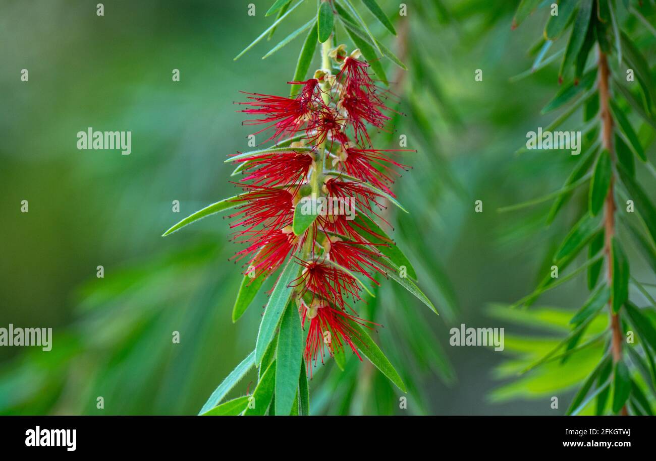 Melaleuca Viminalis, allgemein bekannt als weinend Bottlebrush oder Creek Bottlebrush ist eine Pflanze in der Myrte Familie Myrtaceae Stockfoto