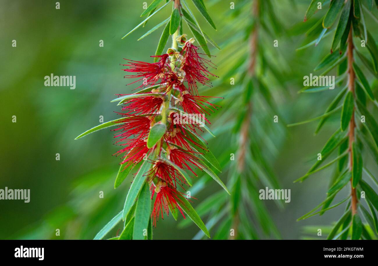 Melaleuca Viminalis, allgemein bekannt als weinend Bottlebrush oder Creek Bottlebrush ist eine Pflanze in der Myrte Familie Myrtaceae Stockfoto