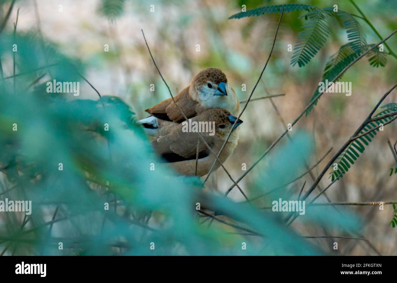 Silberschnabel oder Weißkehlmunie ist ein kleiner Singvögel, der in katar gefunden wird. Selektiver Fokus Stockfoto
