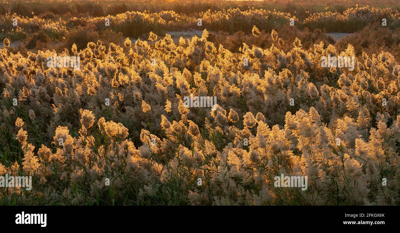 Pampas Gras am Rande der Lagune in Katar.Selektiver Fokus Stockfoto