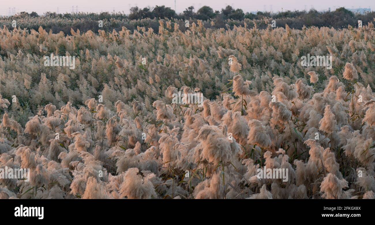 Pampas Gras am Rande der Lagune in Katar.Selektiver Fokus Stockfoto