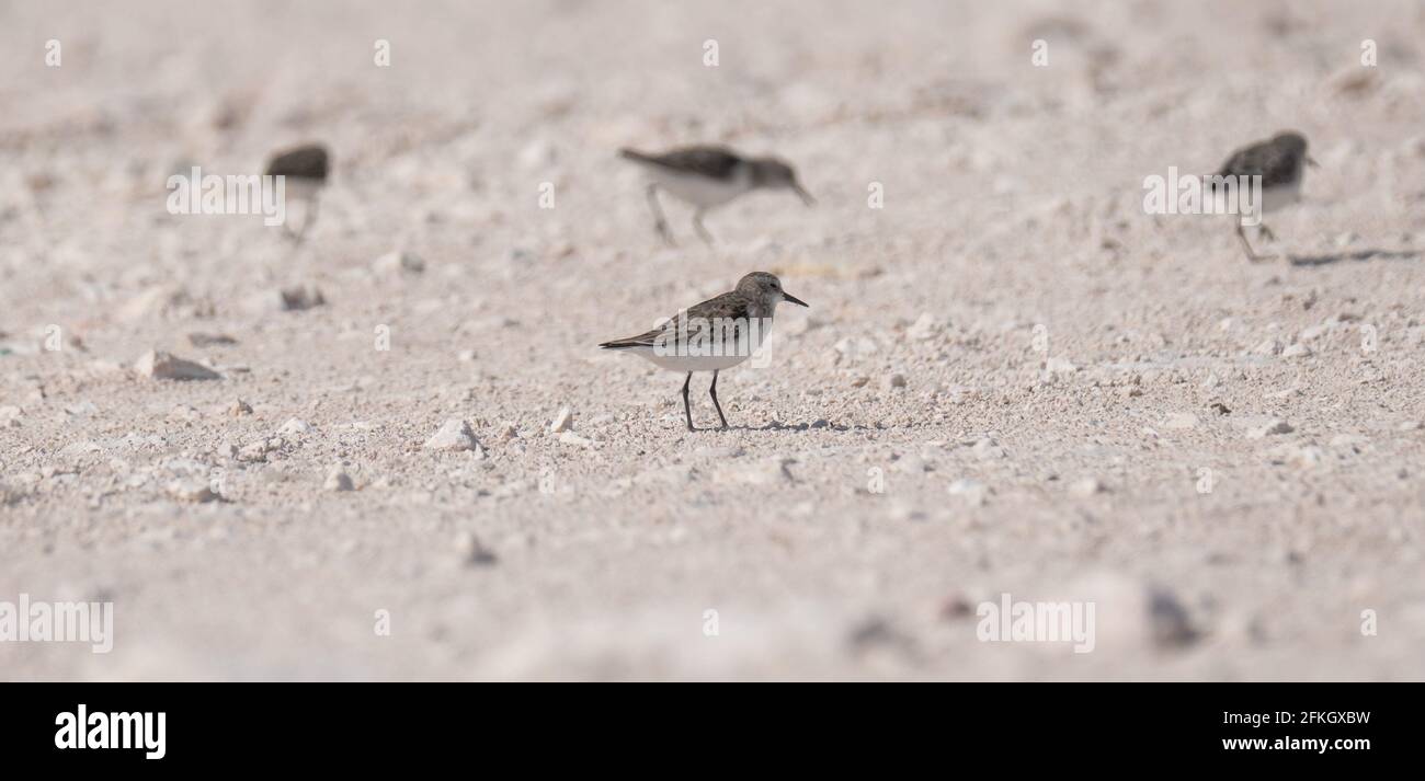 sandpiper Vogel, am Ufer von katar. Selektiver Fokus Stockfoto