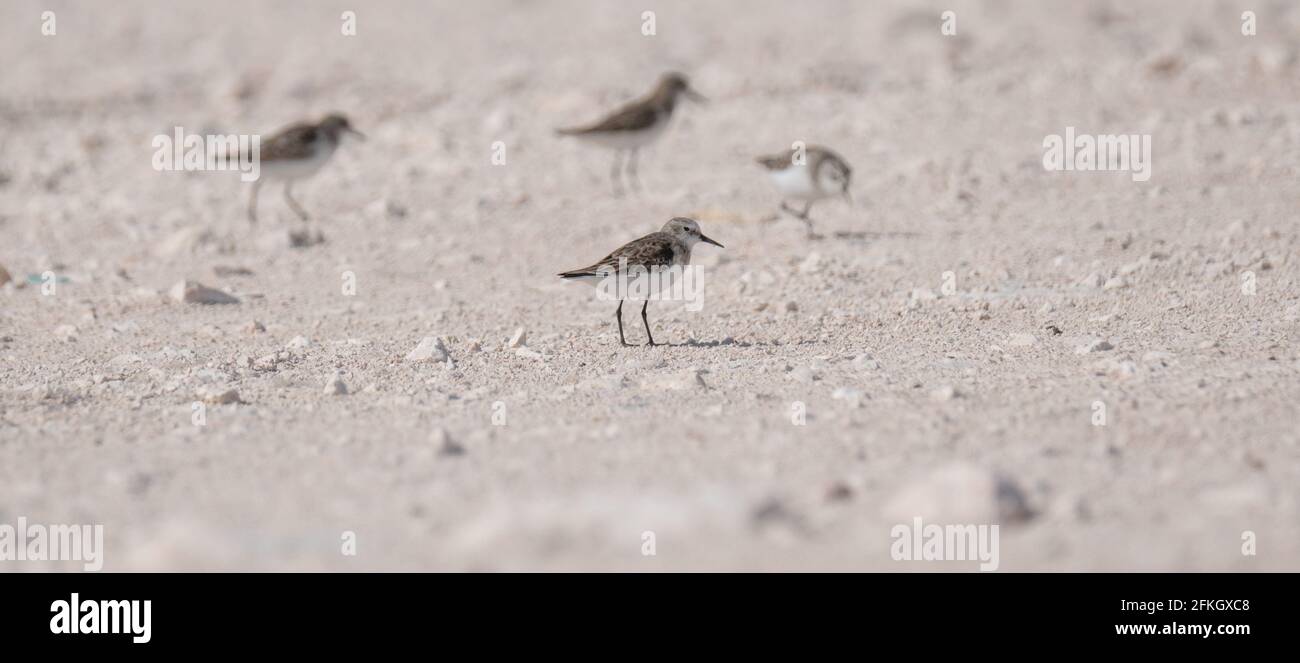 sandpiper Vogel, am Ufer von katar. Selektiver Fokus Stockfoto