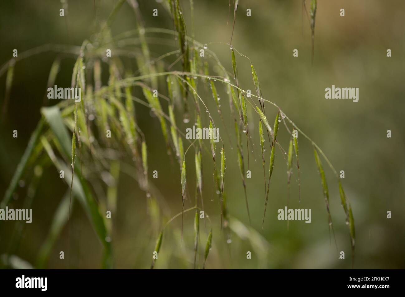 Hafer als unkraut Fotos und Bildmaterial in hoher Auflösung Alamy