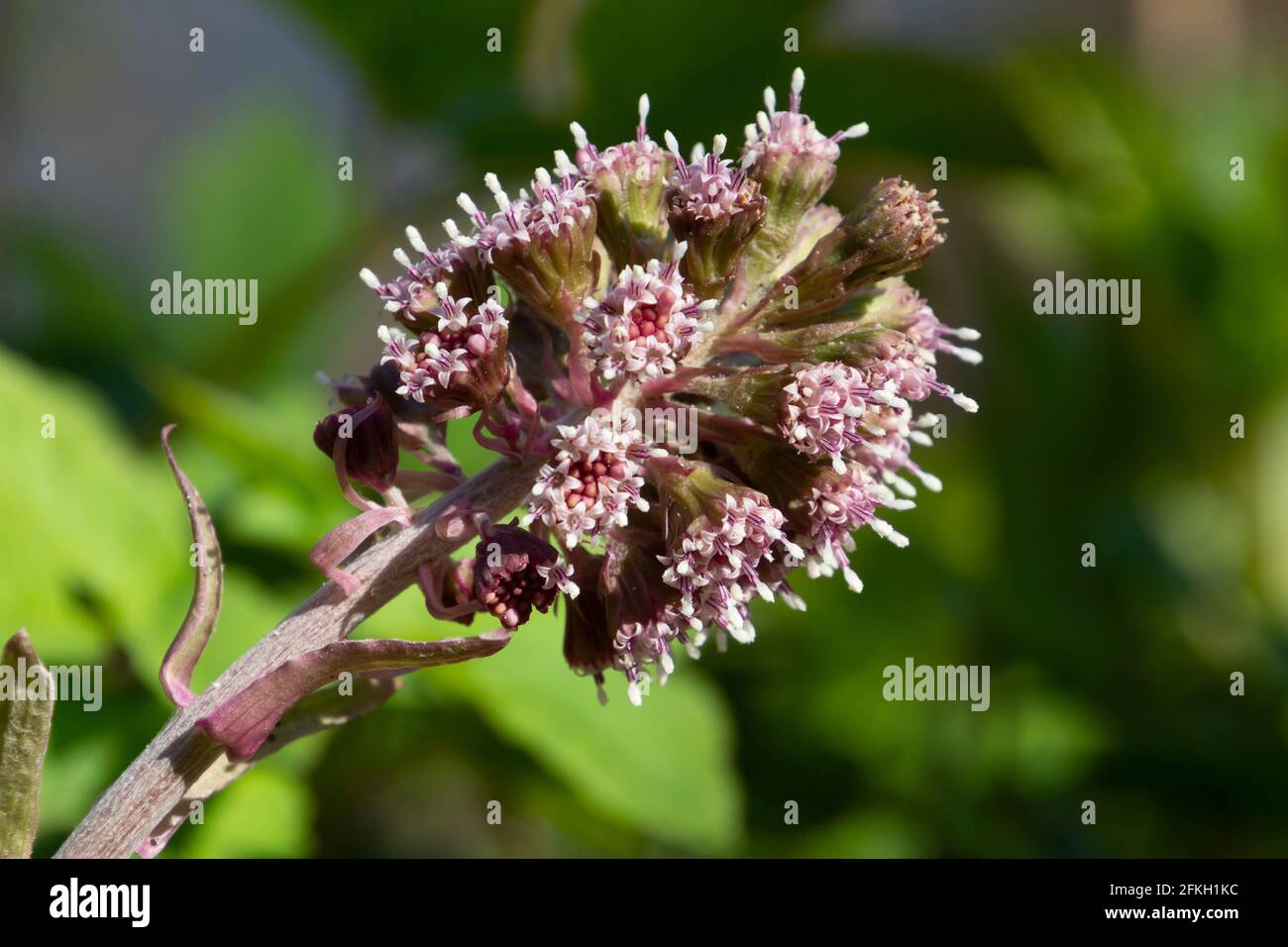 Violette Blüte des gemeinen Butterbur, auch Petasites-Hybridus oder Gewöhnliche Pestwurz genannt Stockfoto