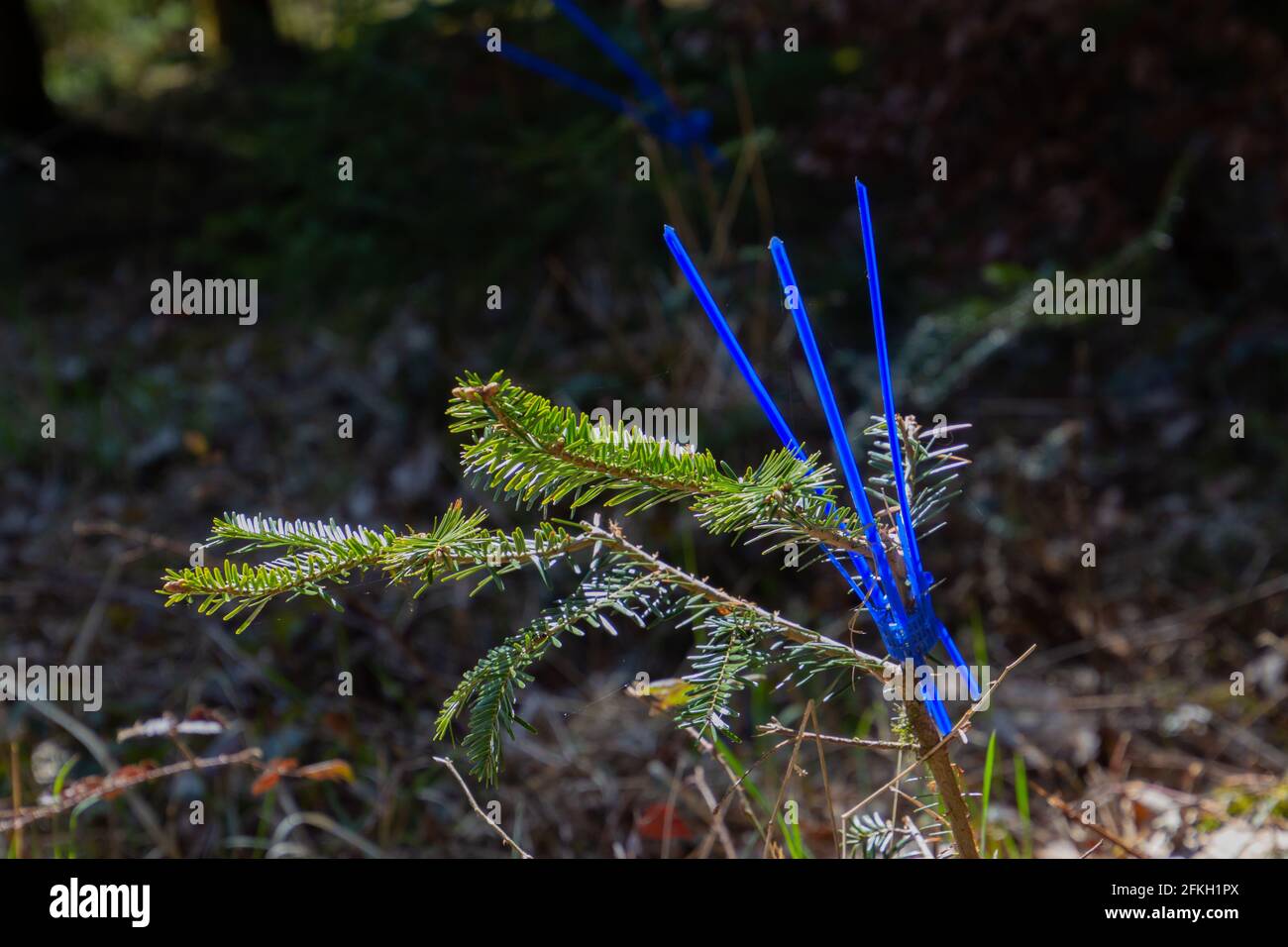 Blaue Plastikmanschette zum Schutz kleiner Kiefern vor dem Verzehr durch Rehe, auch vernissschutz Manschette genannt Stockfoto