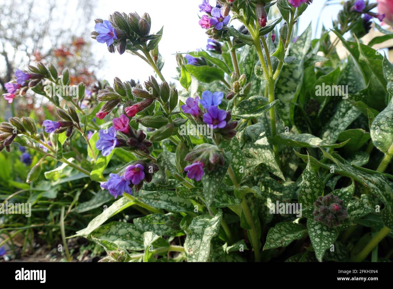 Geflecktes Lungenkraut (Pulmonaria officinalis), auch als echtes Lungenkraut, blühende Pflanze im Blumenbeet Stockfoto